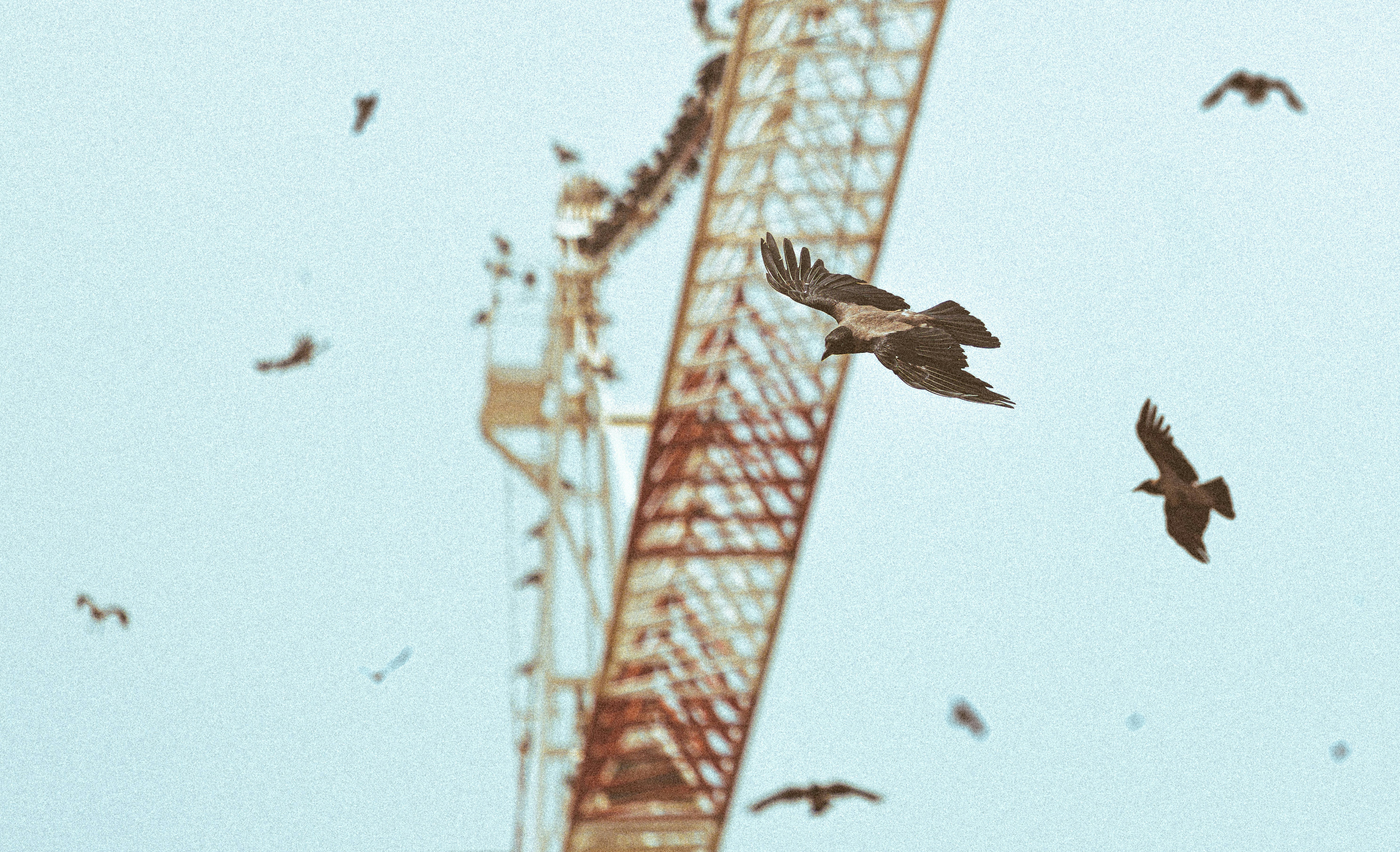 Krähen, die an Baukran vorbeifliegen - Kostenloses Foto auf Unsplash