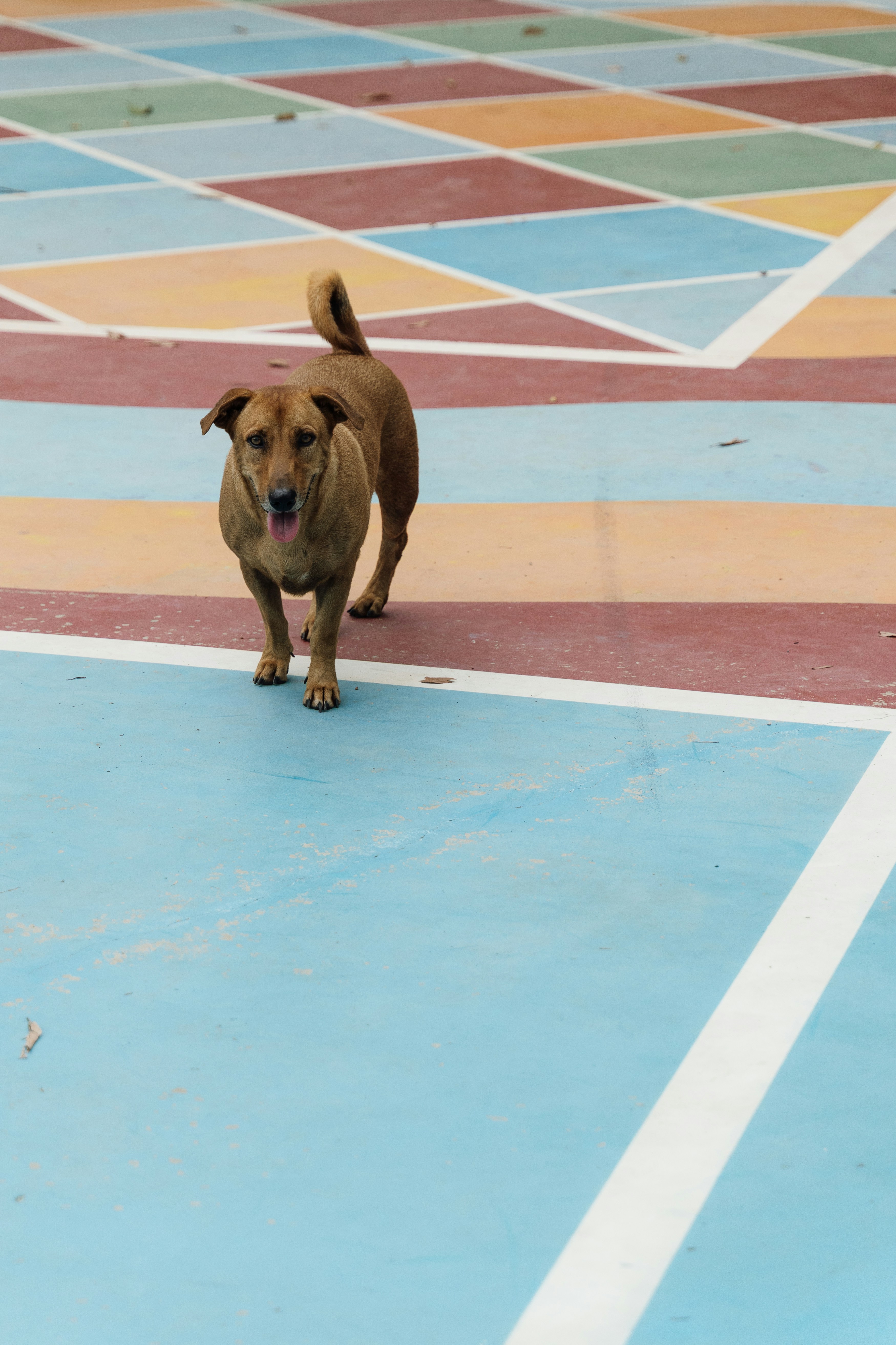 A brown dog standing on a colorful painted court with geometric shapes