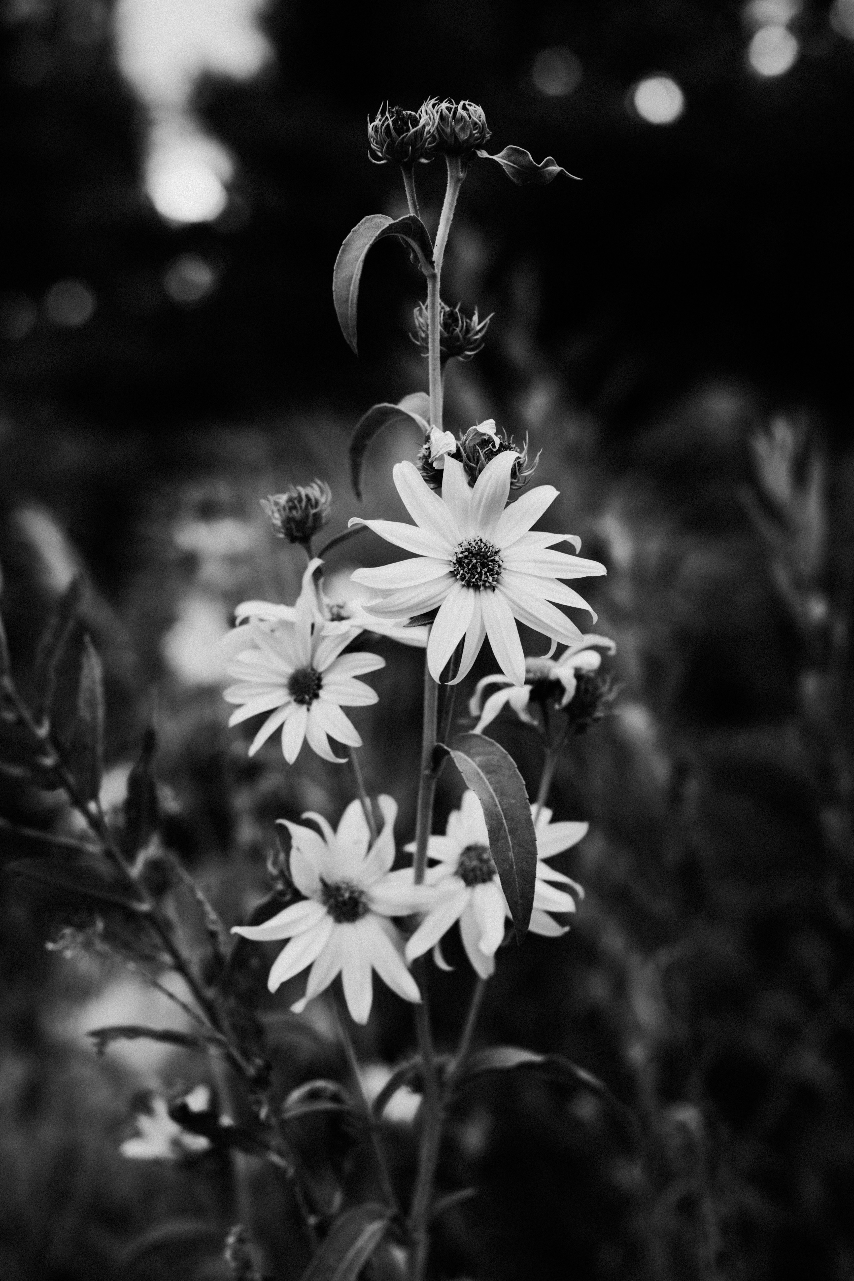Black and white flowers with slender petals on a tall stem in a garden