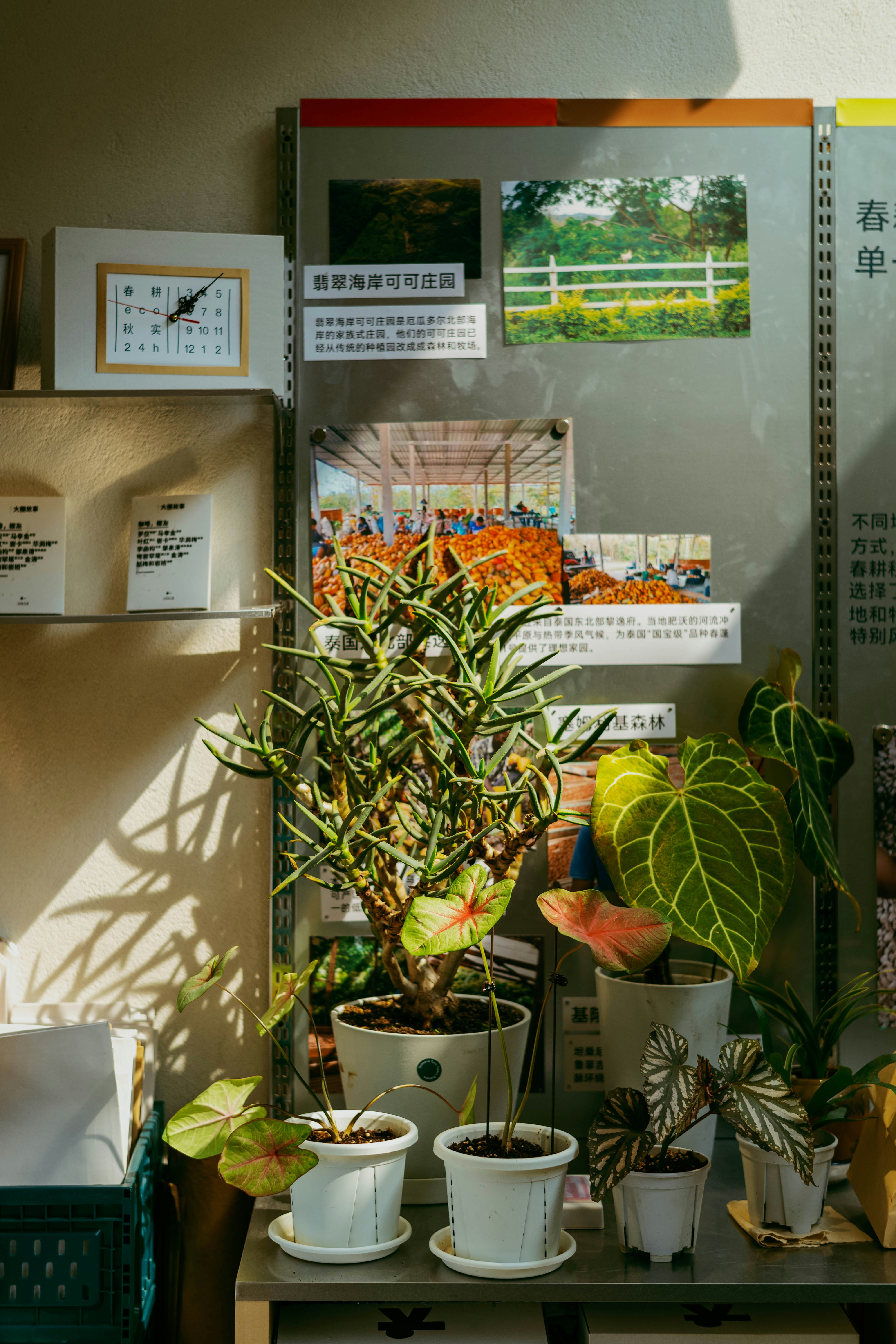 棚に壁掛けの棚に背の高い多肉植物やカラディウムなどの鉢植え