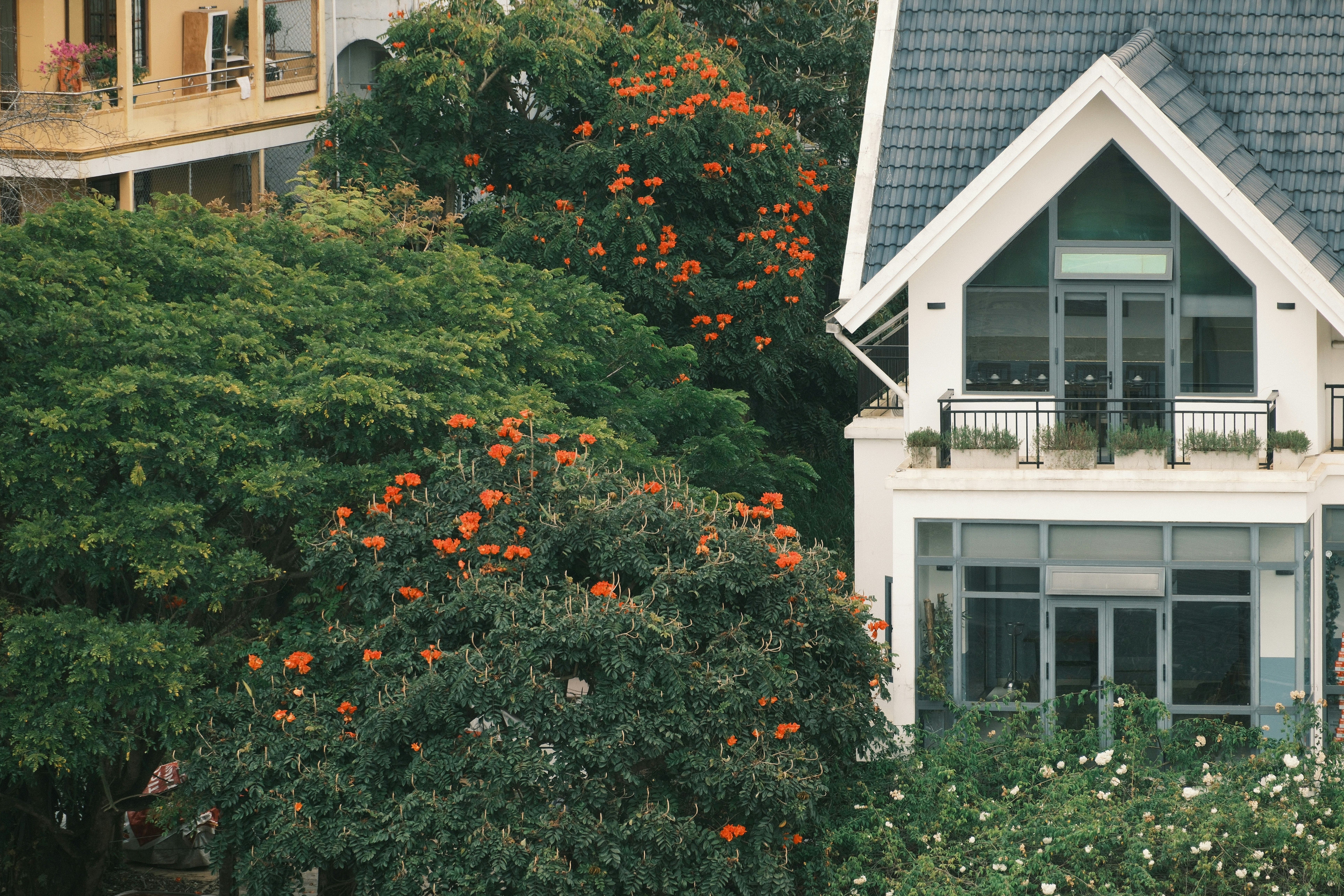 A white house with a dark roof beside lush trees with bright orange flowers