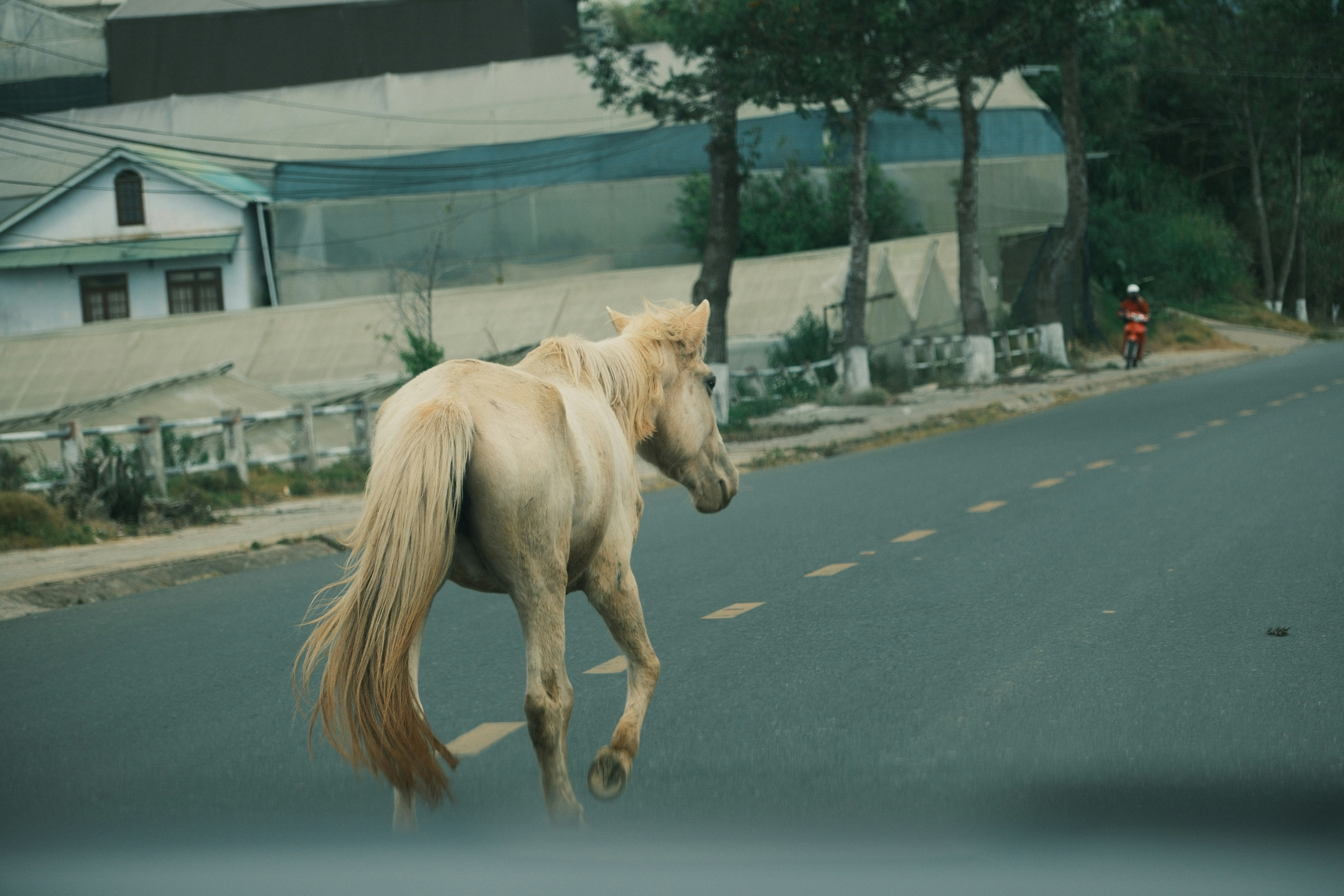A cream-colored horse walking across an asphalt road near a white house