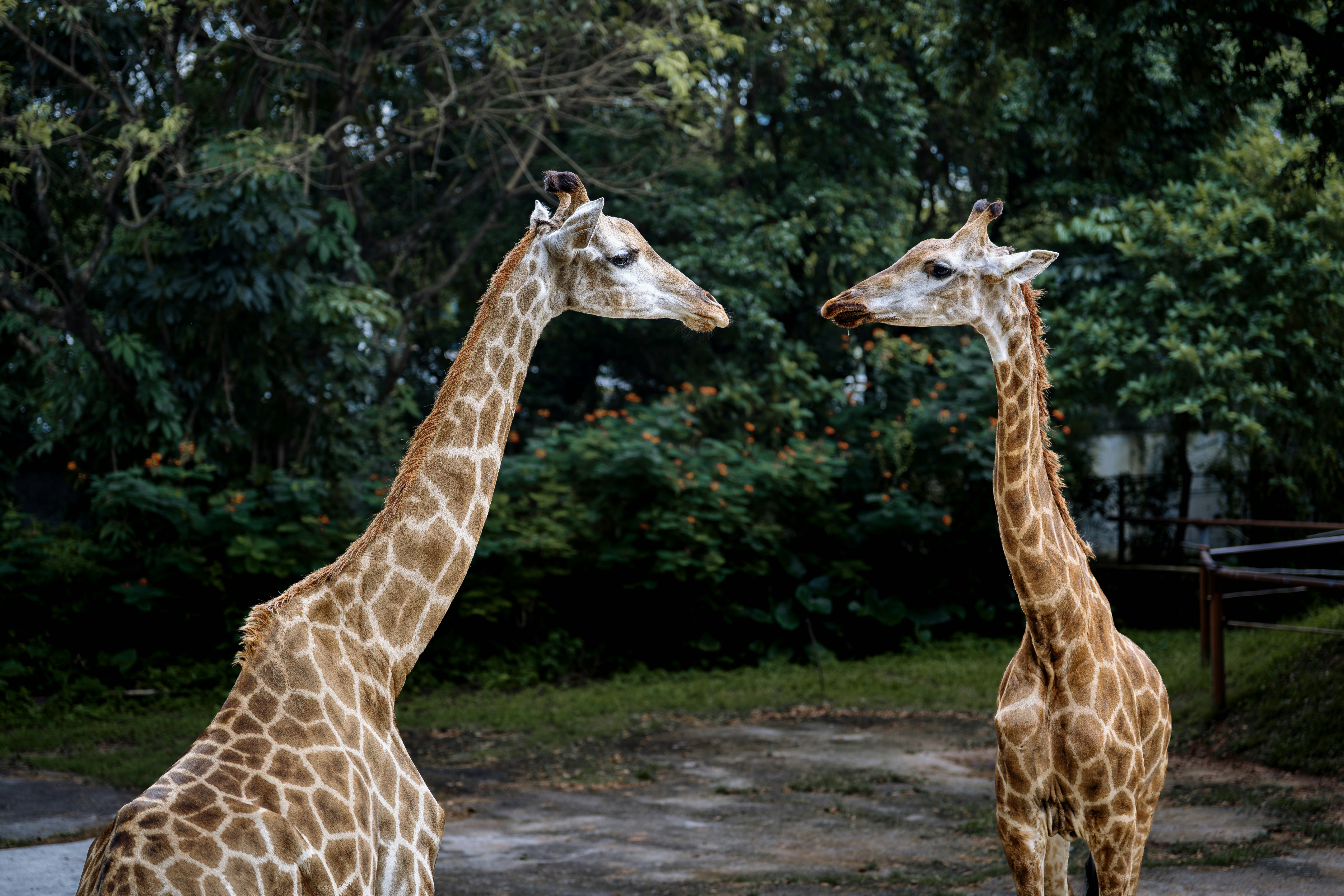 Two giraffes facing each other in a lush green park