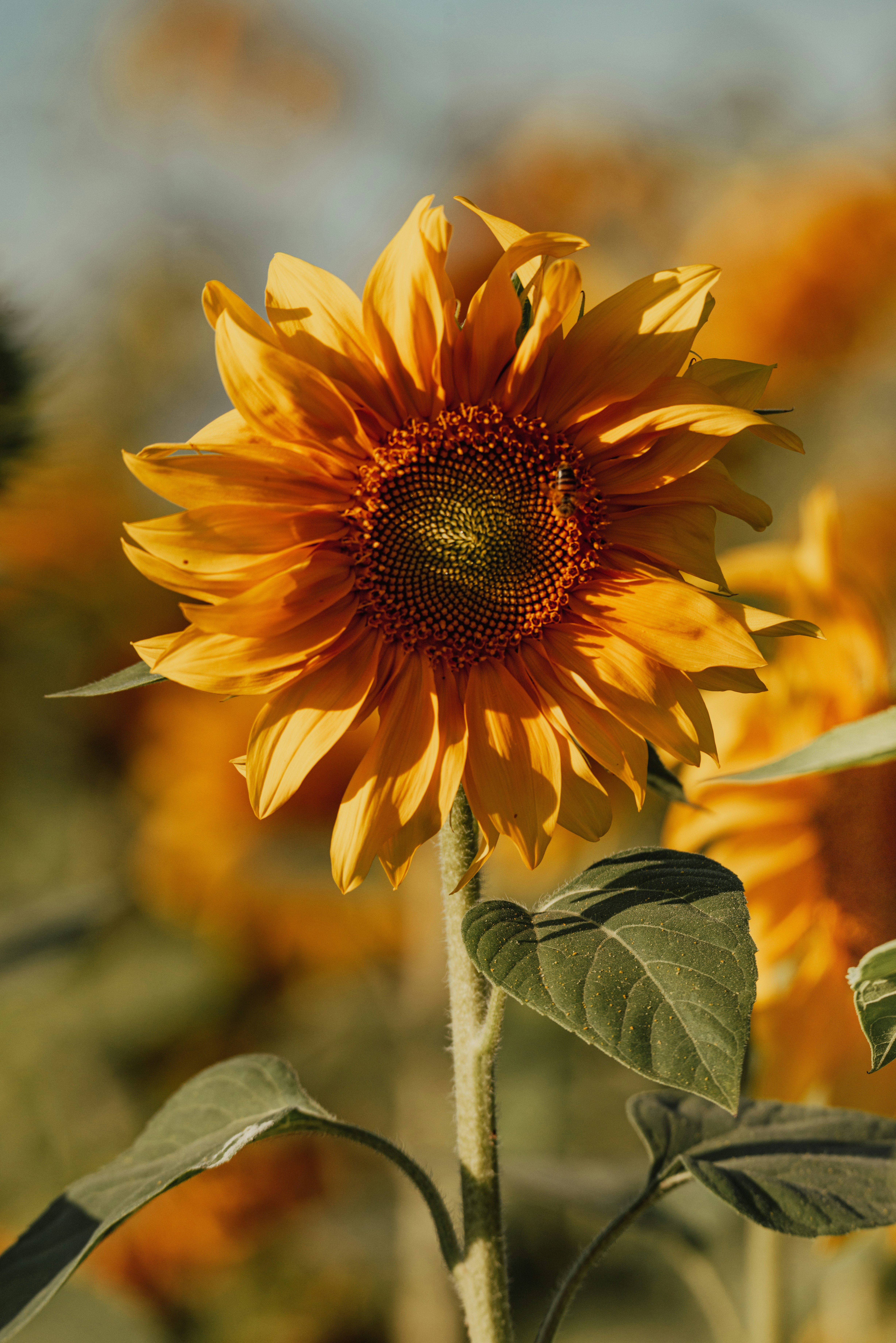 A single yellow sunflower in a field with a small bee on petals