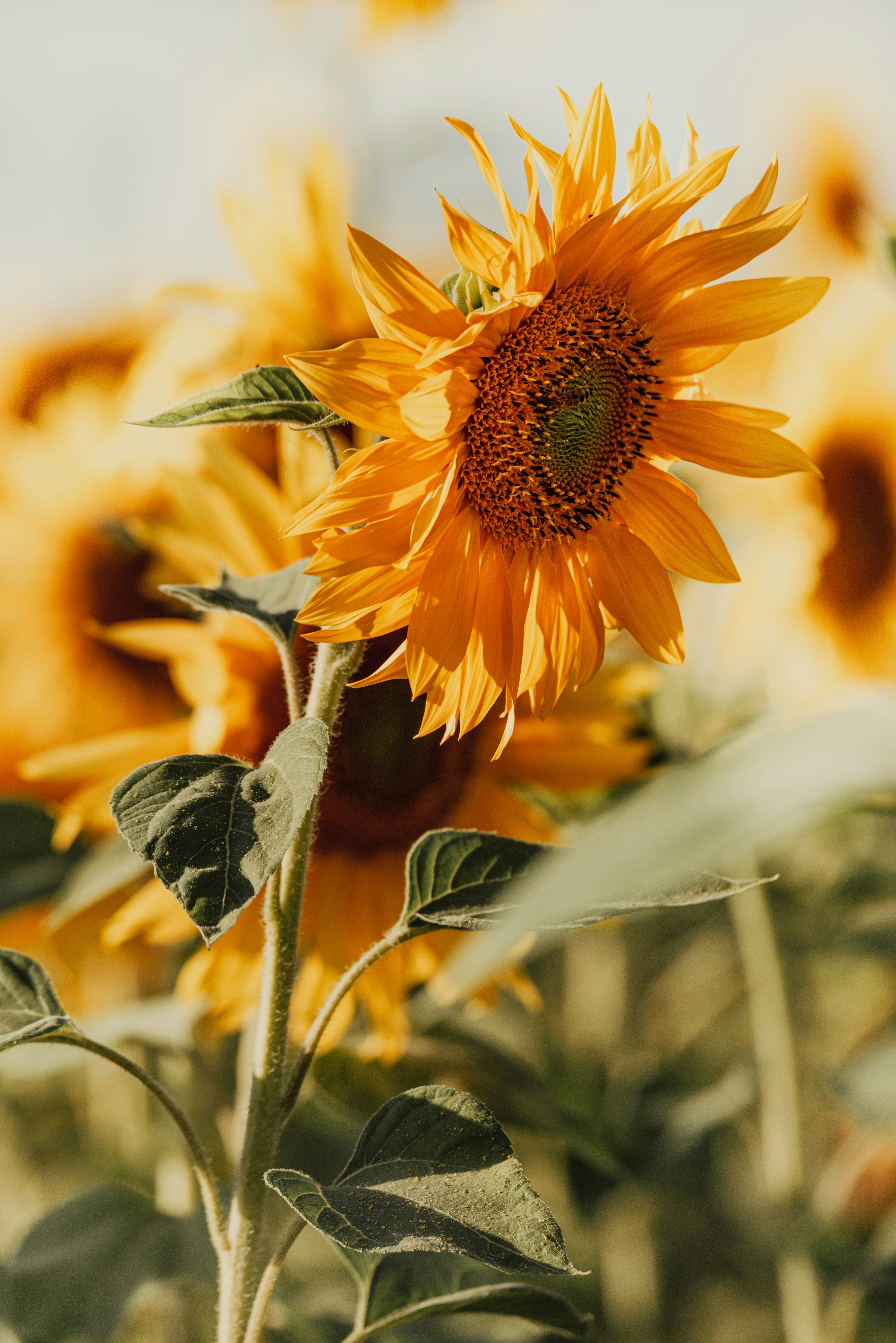 A bright yellow sunflower in a field under warm golden light