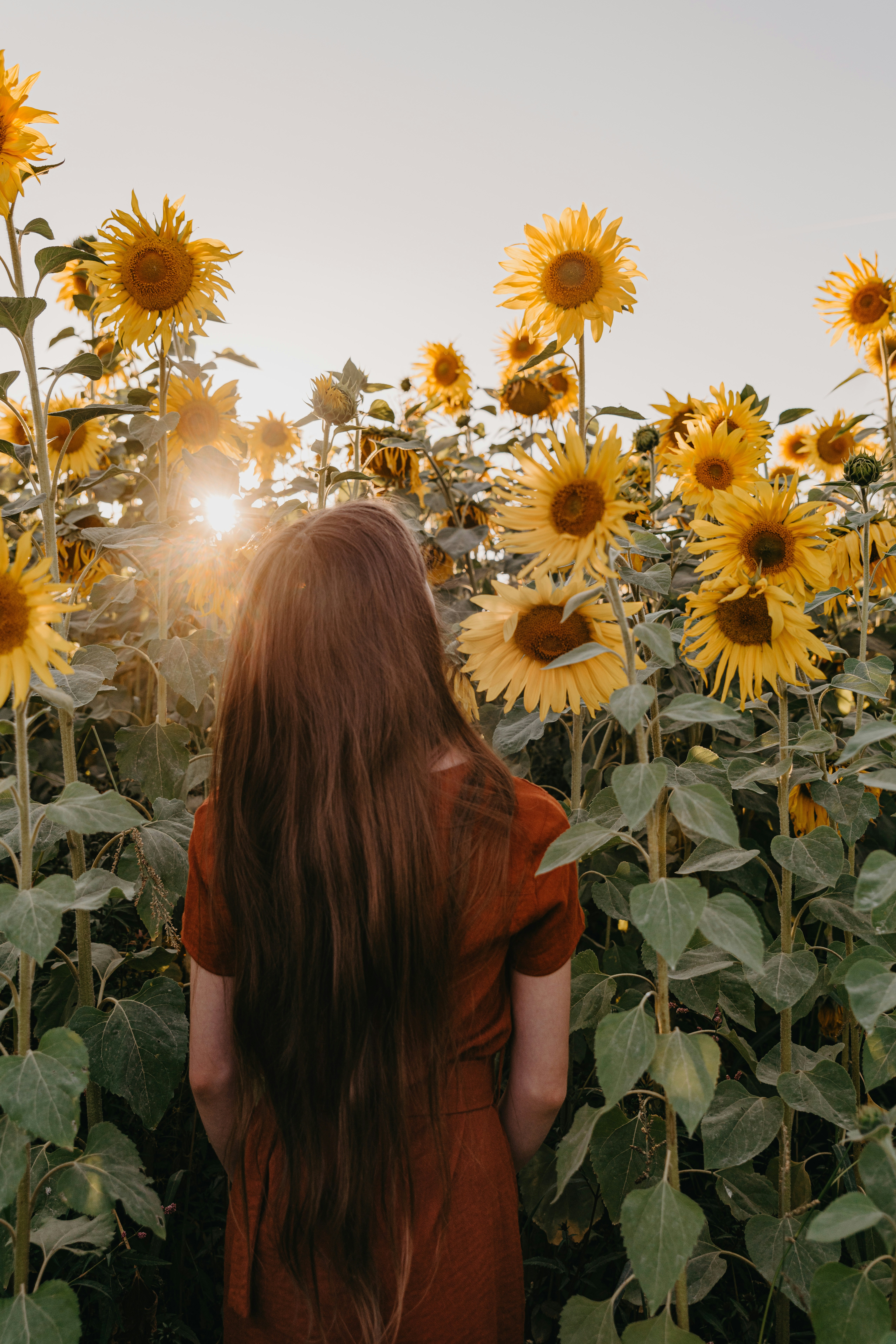 A person with long brown hair in a field of sunflowers at low sun