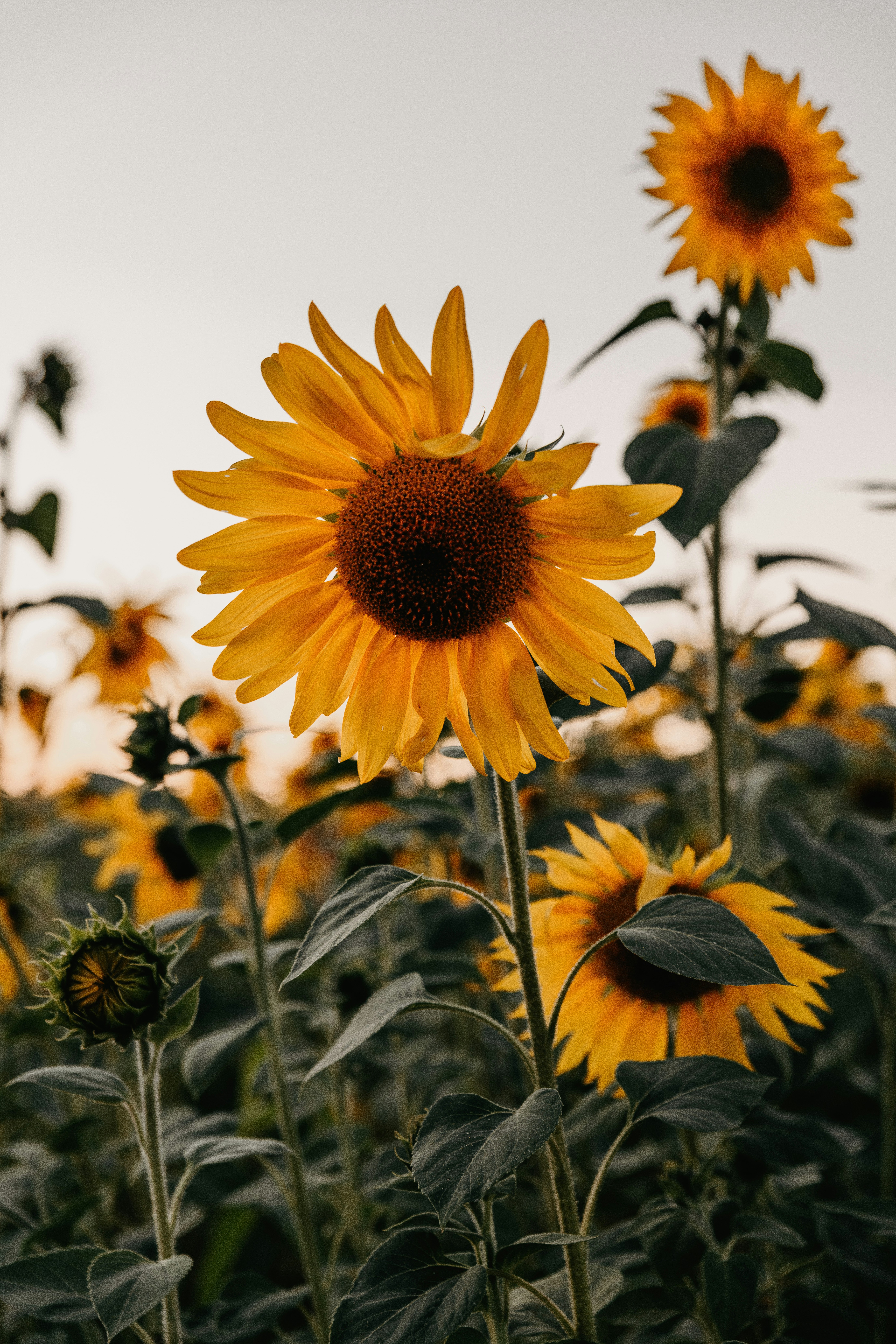 A bright yellow sunflower in a field under a soft overcast sky