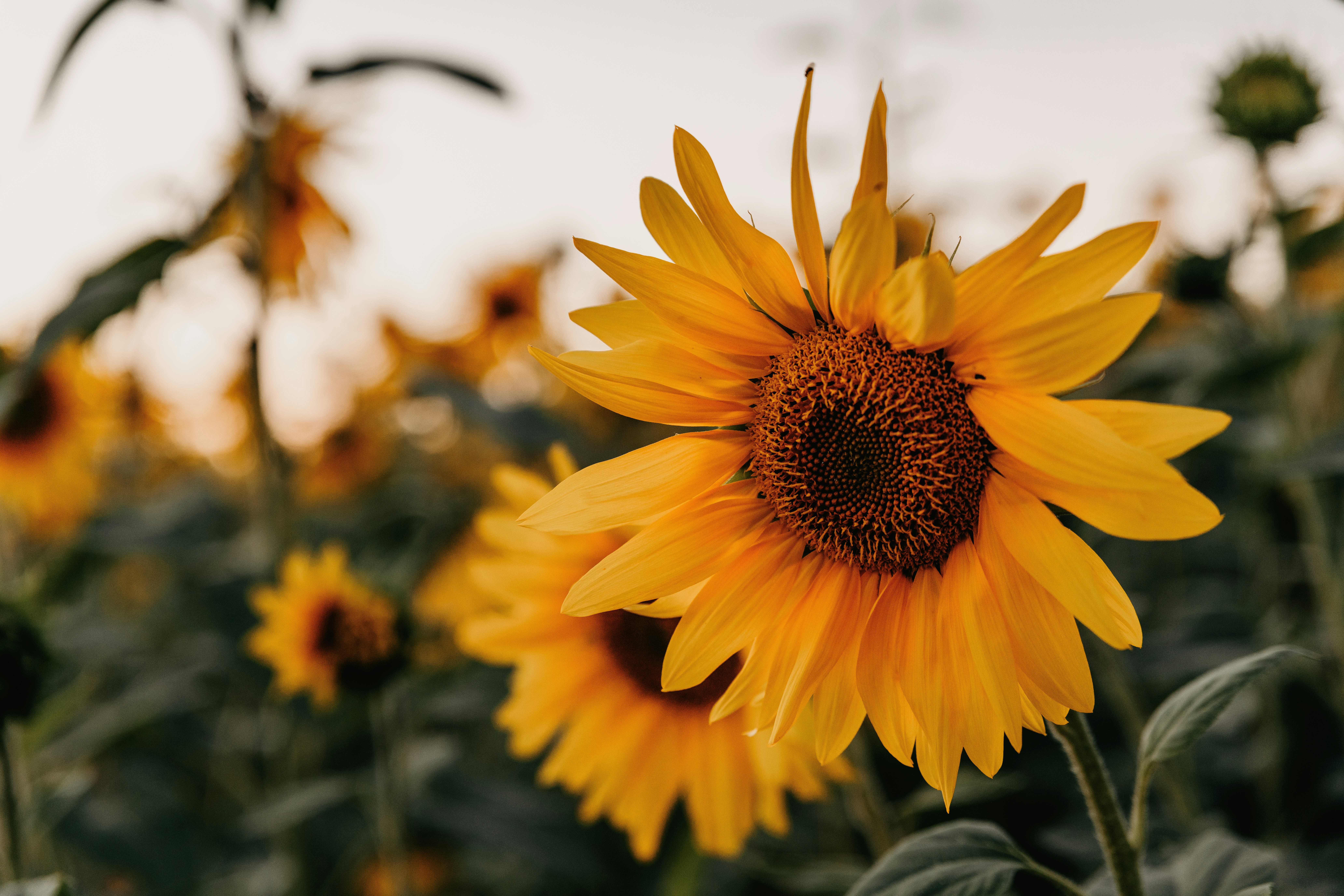 A bright yellow sunflower in a field under soft golden hour light