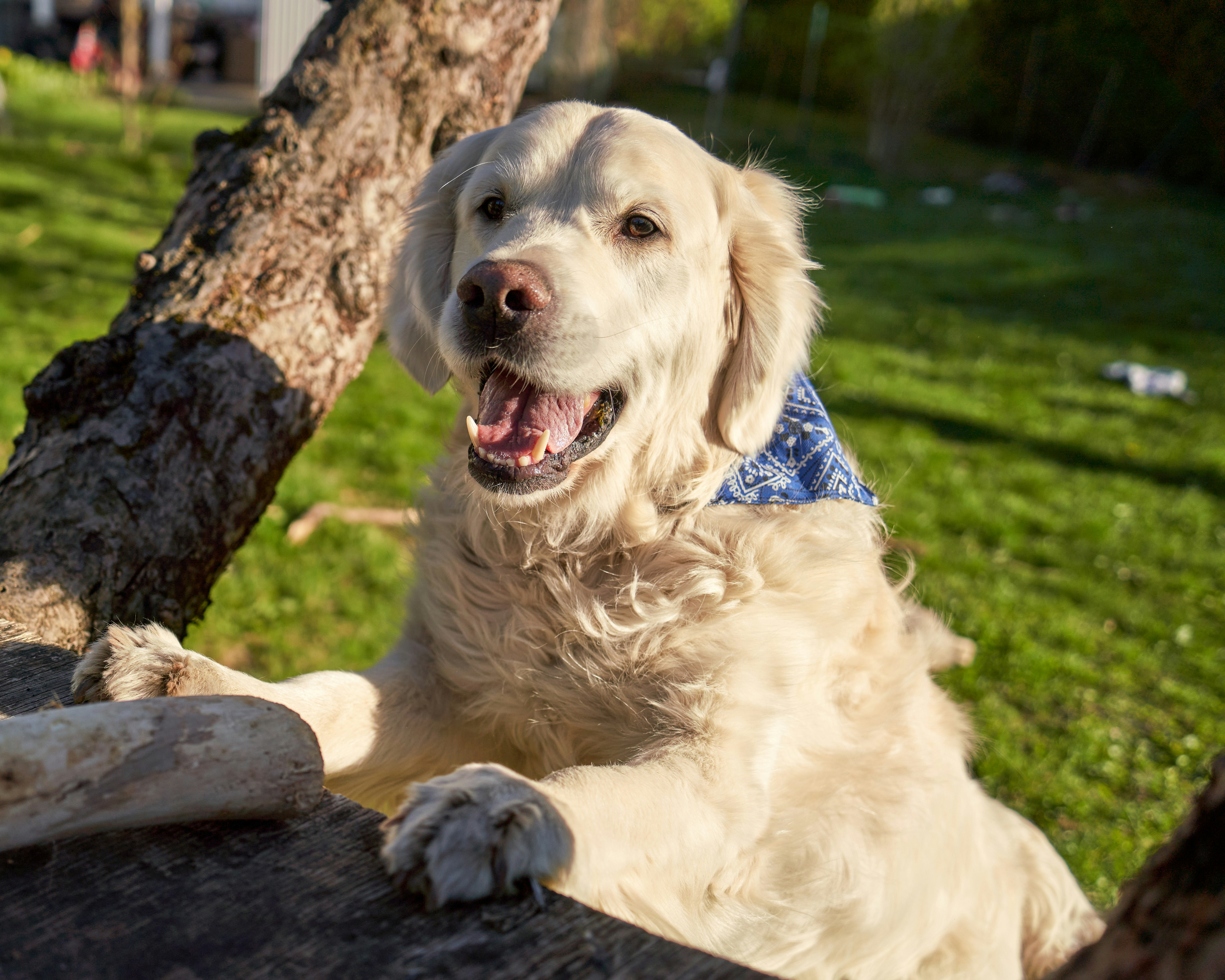 Golden retriever with blue bandana - Free Photo on Unsplash
