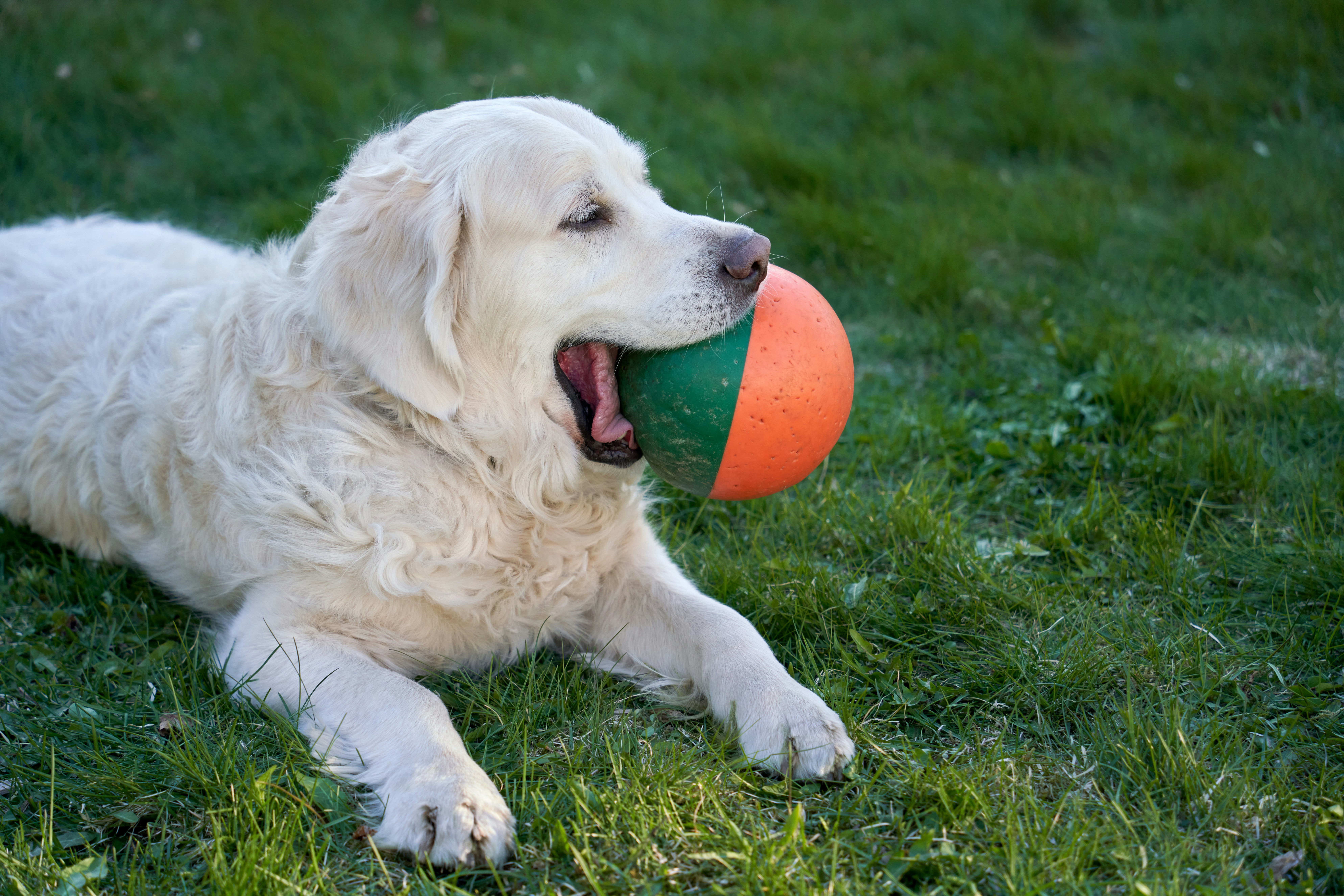 A cream-colored golden retriever lying on the grass beside an orange ball