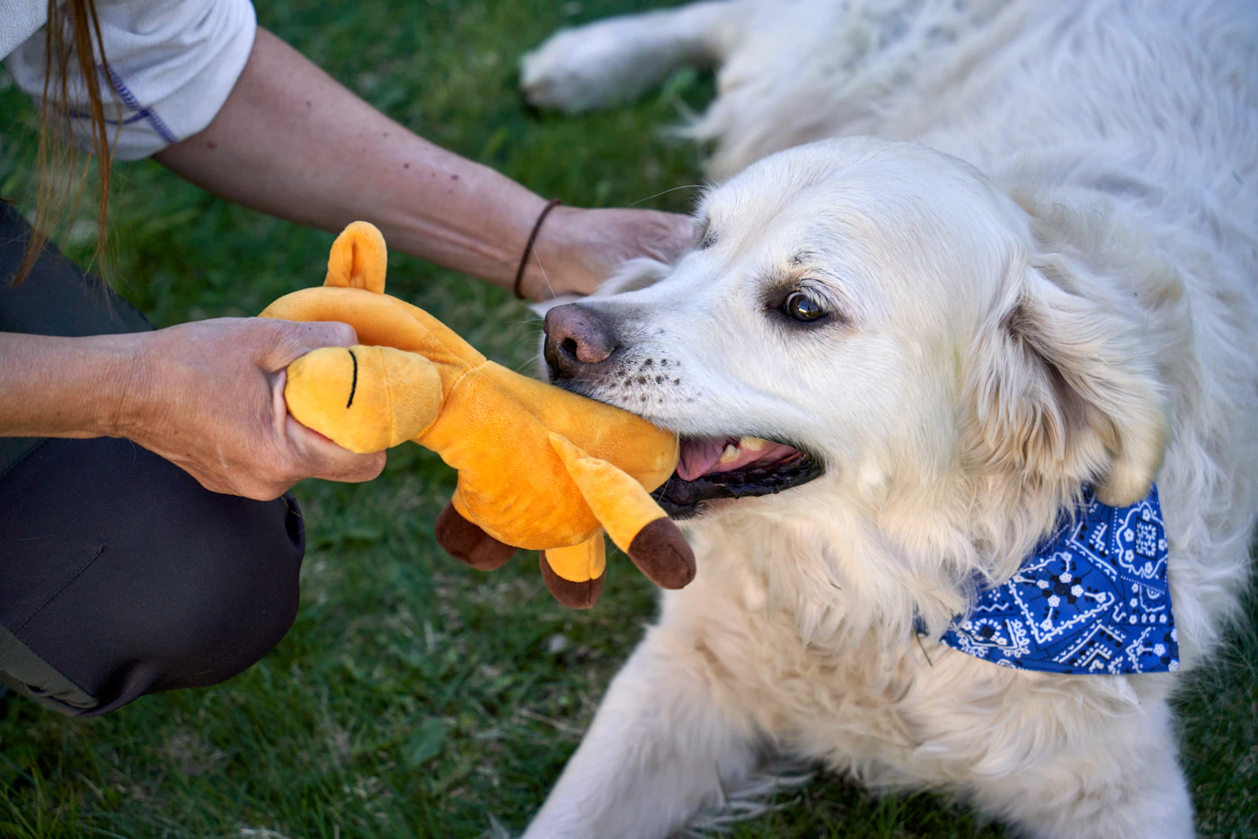 A golden retriever playing tug with a yellow toy