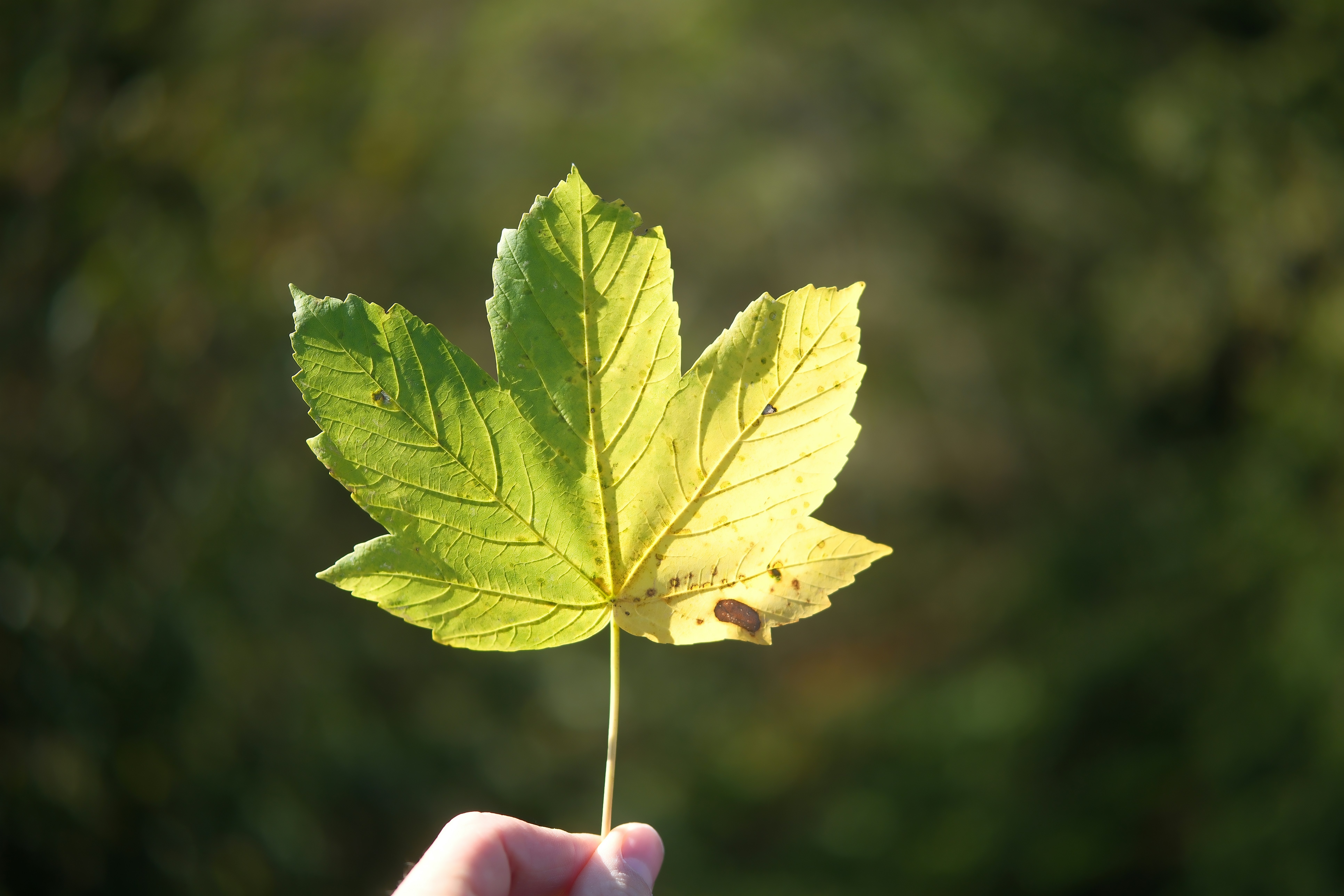 A hand holding a green and yellow maple leaf against a blurred background