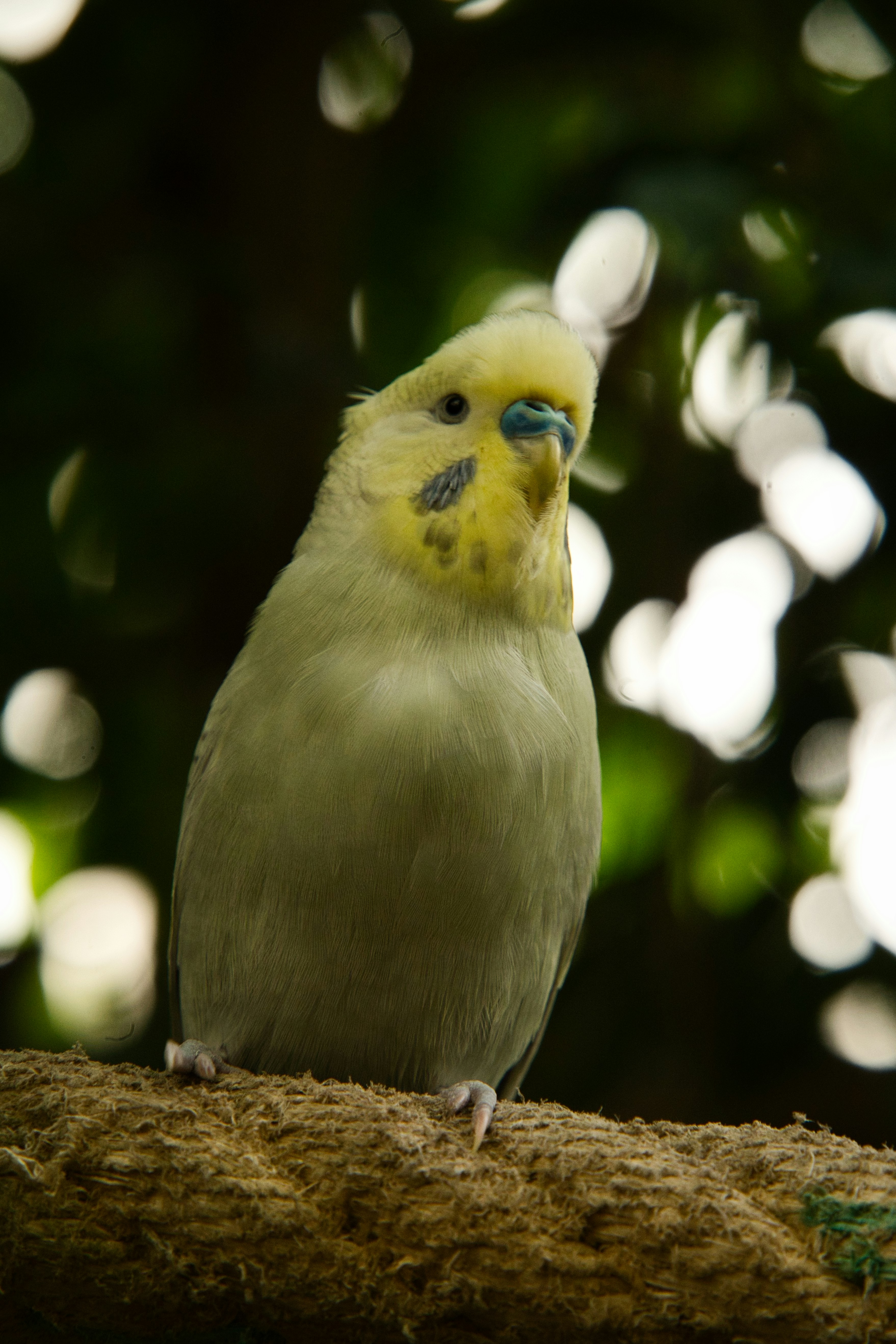 A pale yellow and green budgerigar perched on a textured branch against a bokeh background