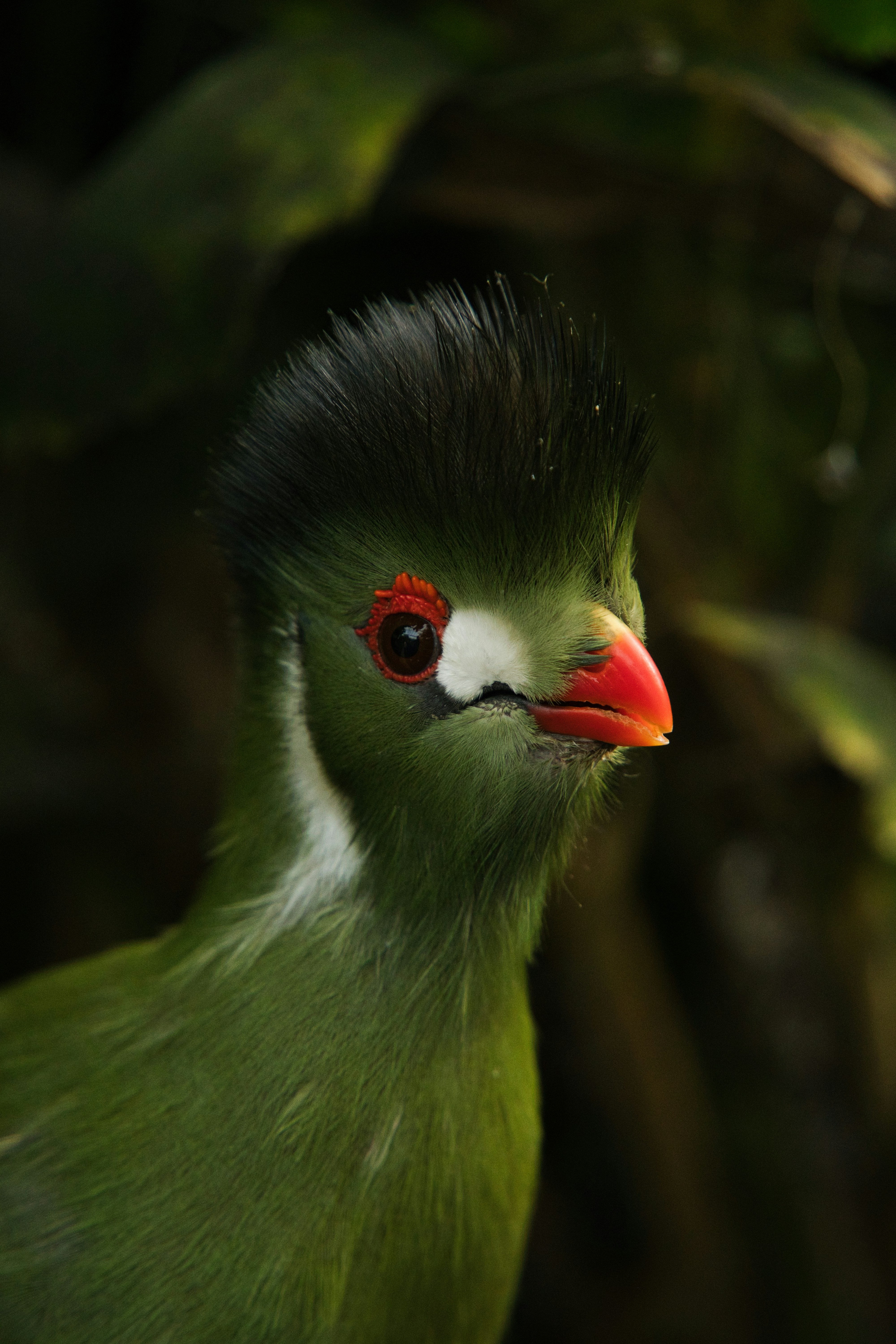 Close-up portrait of a green turaco with a red beak and black crest feathers