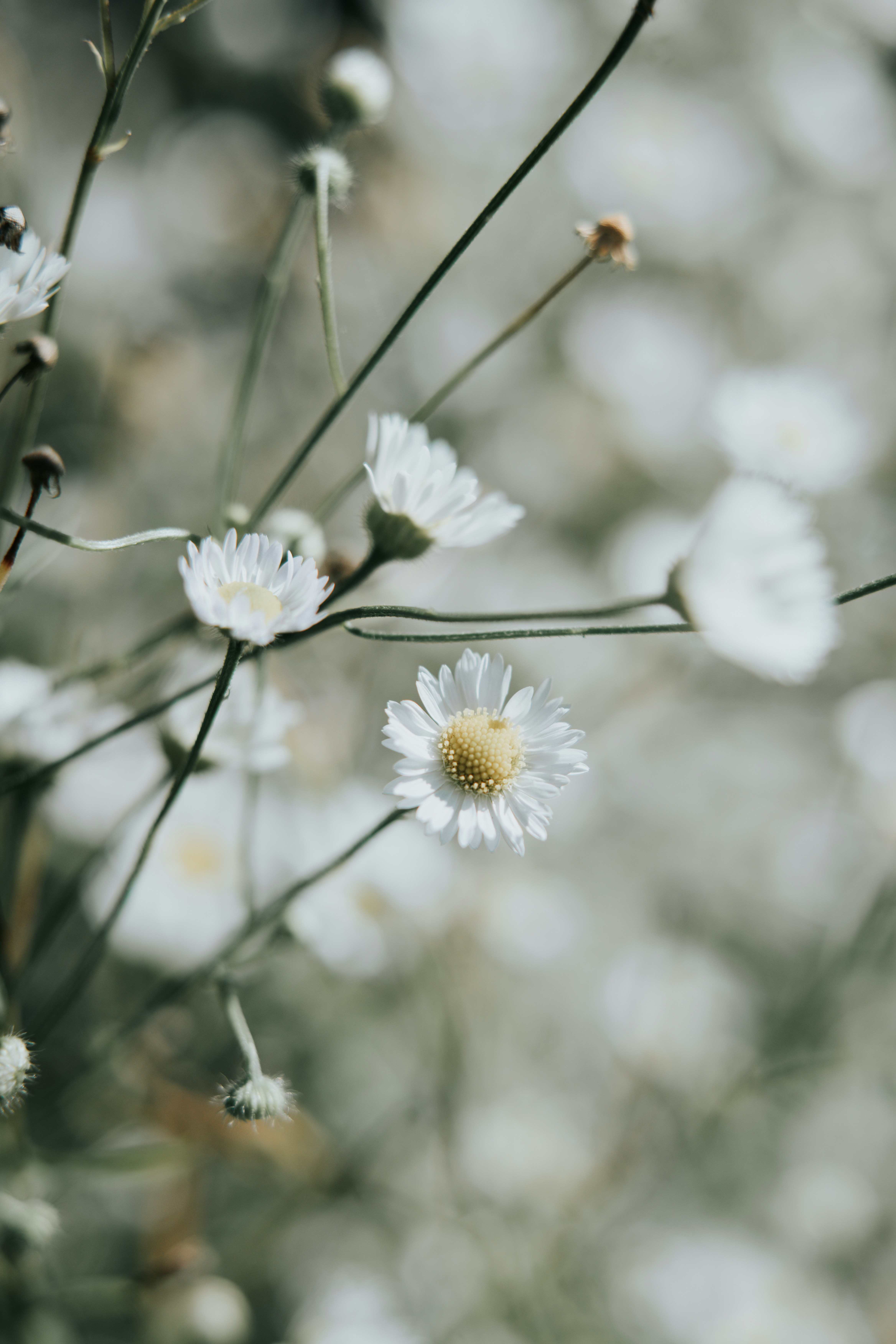 Small white daisy flowers with yellow centers on thin green stems