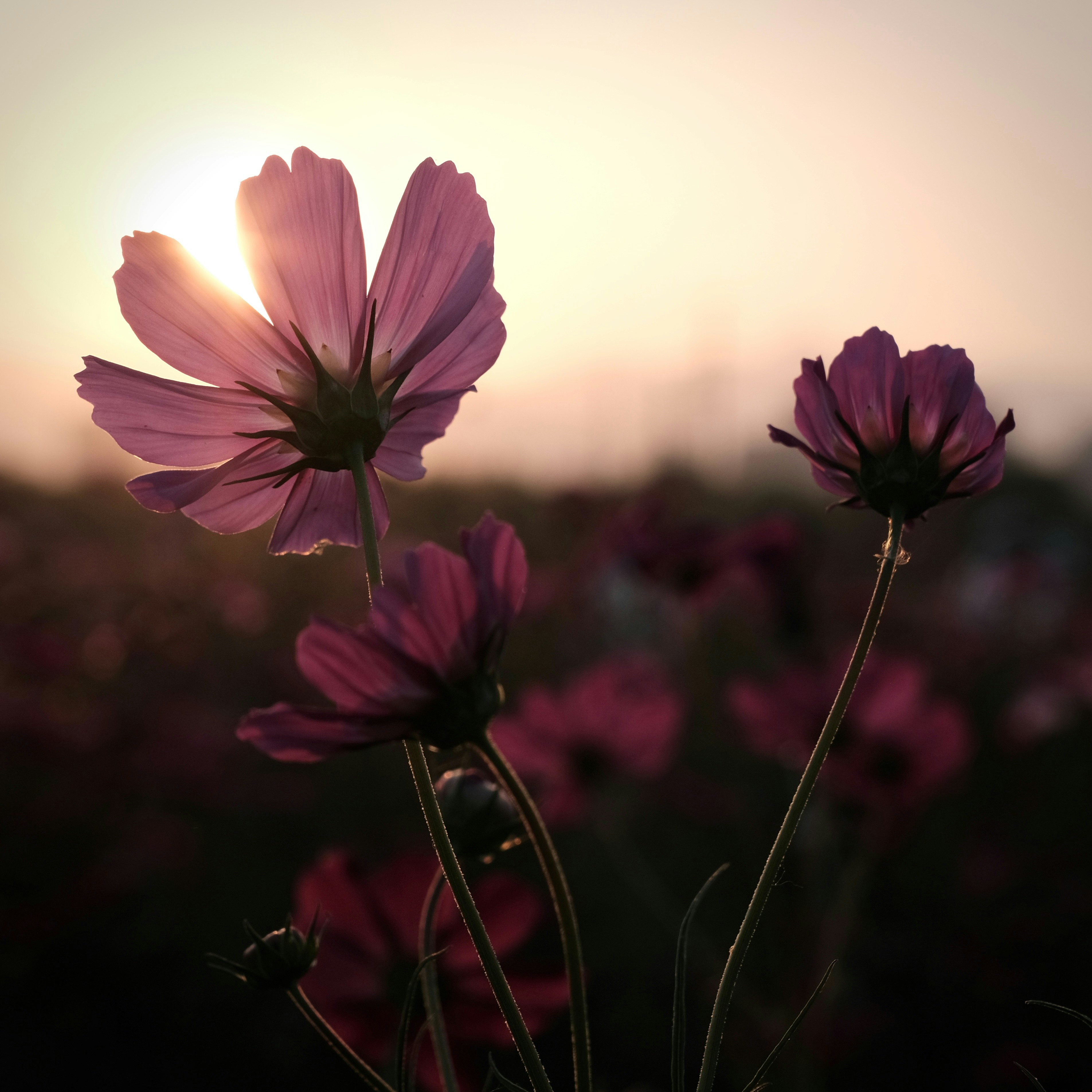 Pink cosmos flowers backlit by low sun in a field