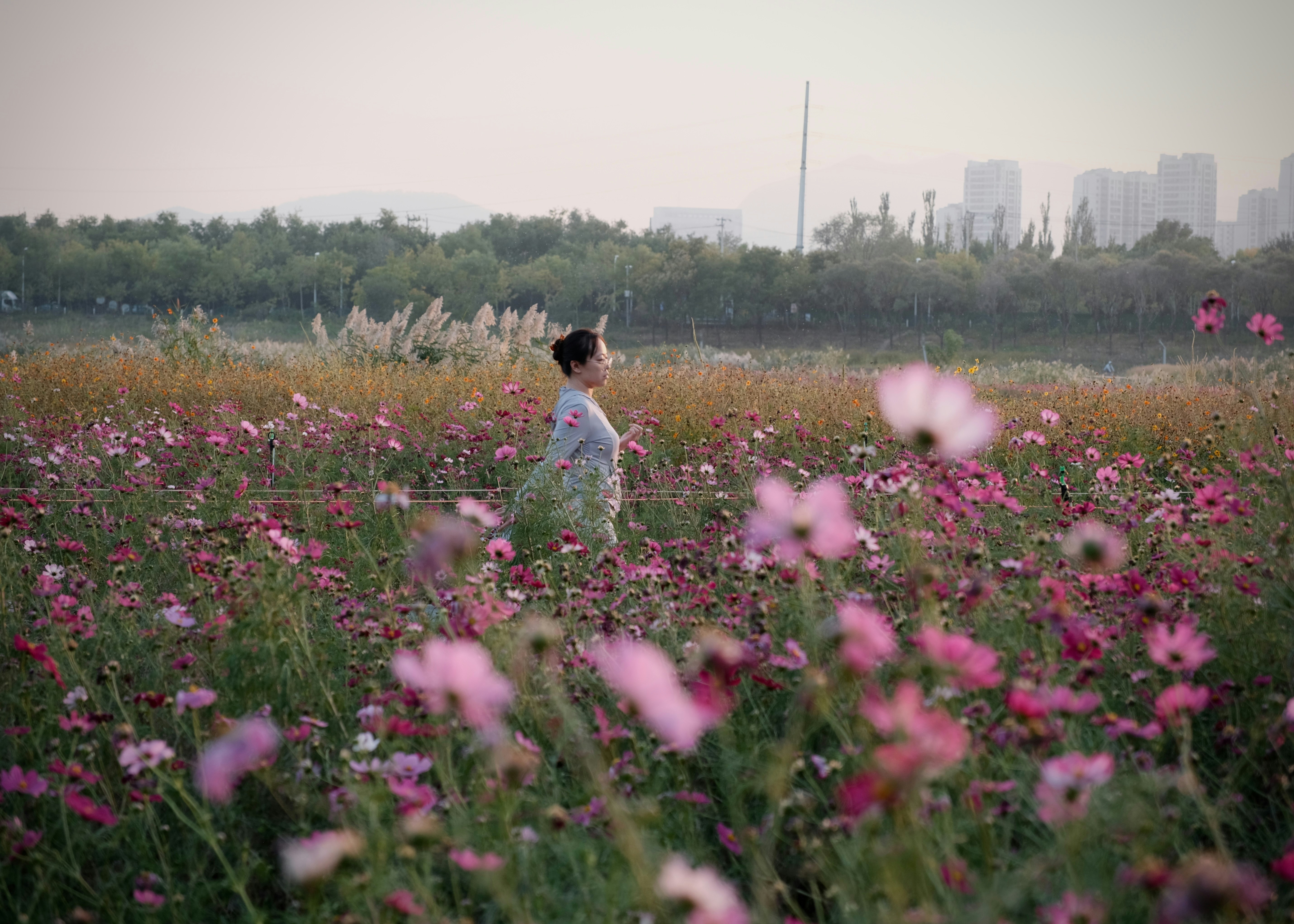 A woman walking through a field of pink cosmos flowers at golden hour