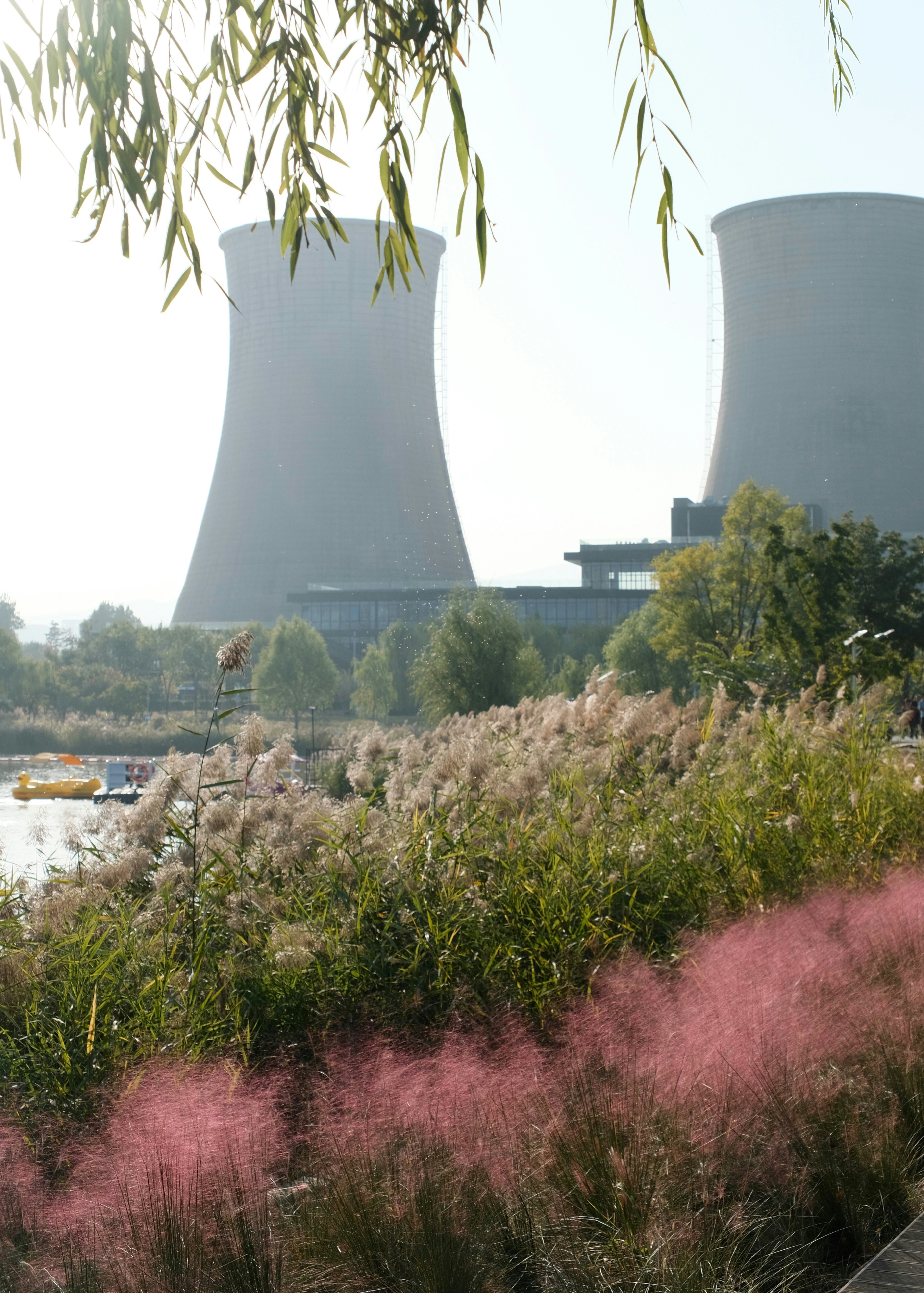 Two large cooling towers behind a park with pink muhly grass and reeds