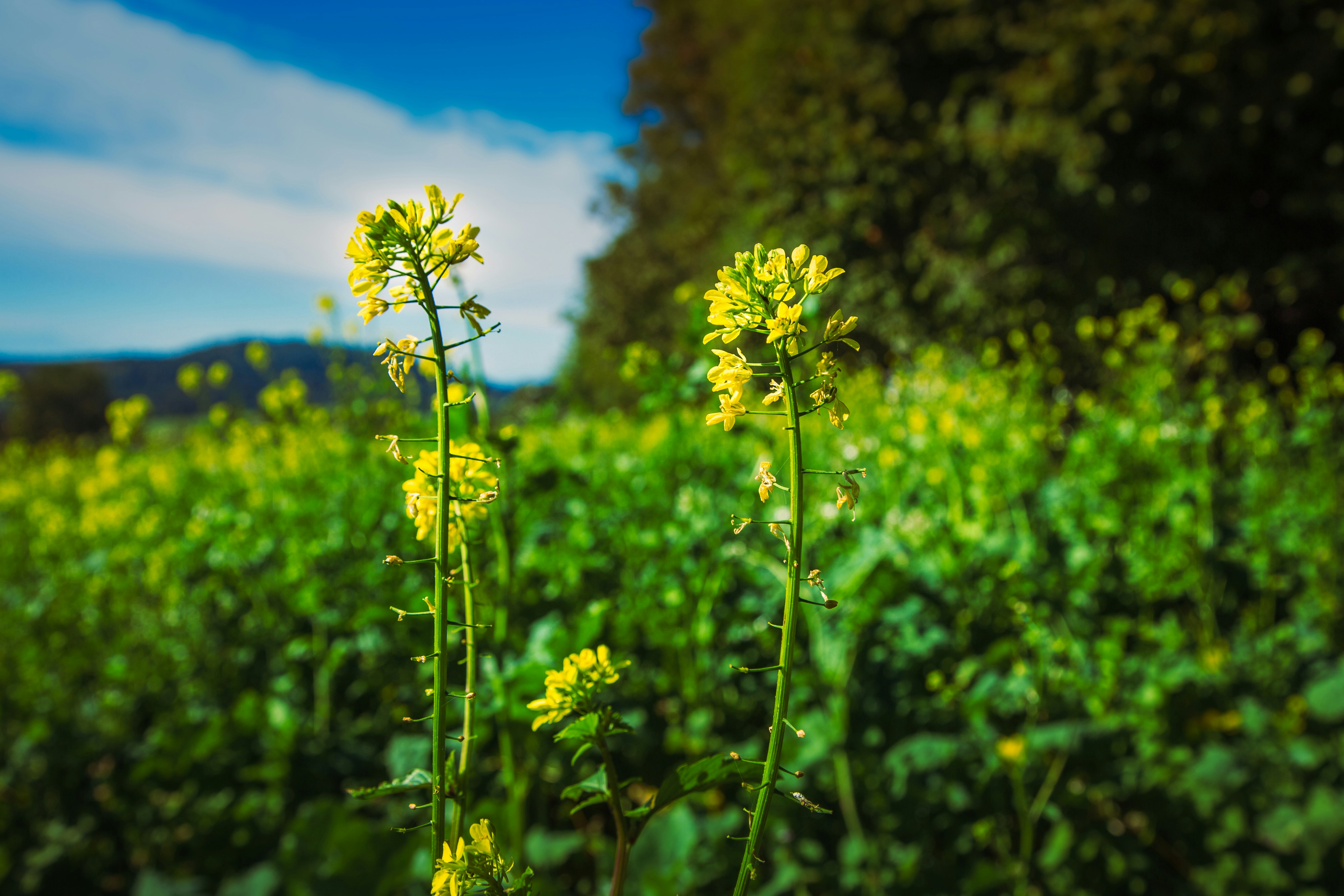 Yellow mustard flowers blooming in a sunlit field under a blue sky