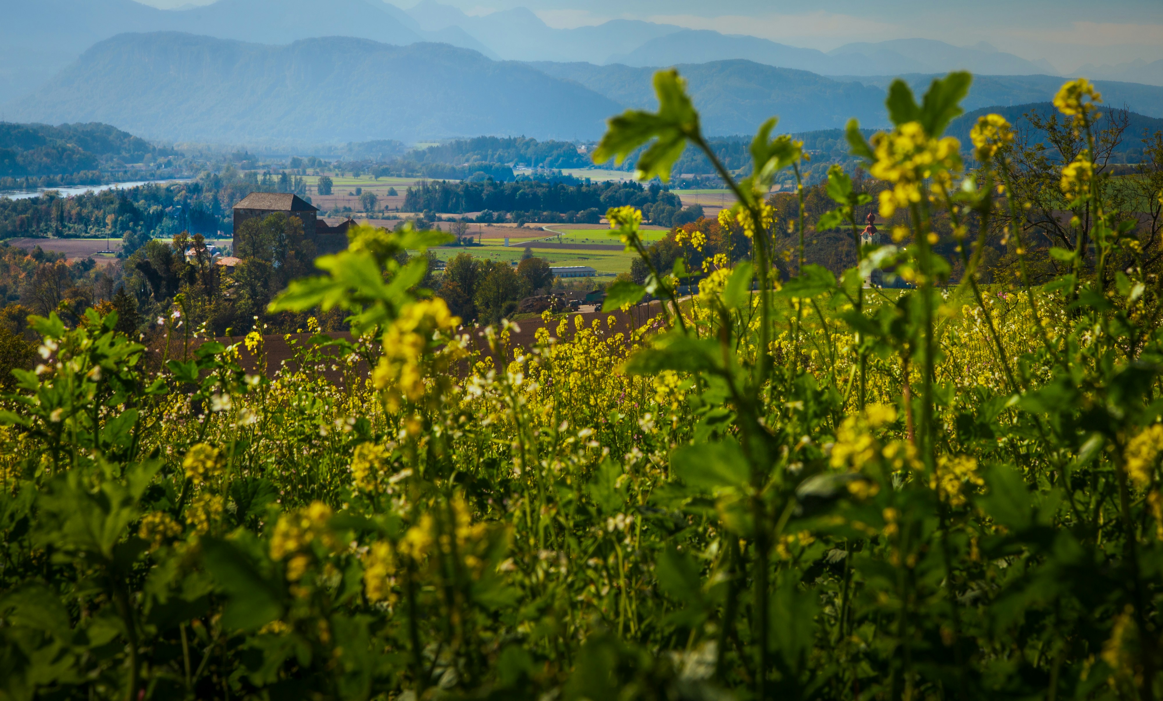Yellow wildflowers in the foreground overlooking a valley with a distant castle and mountains