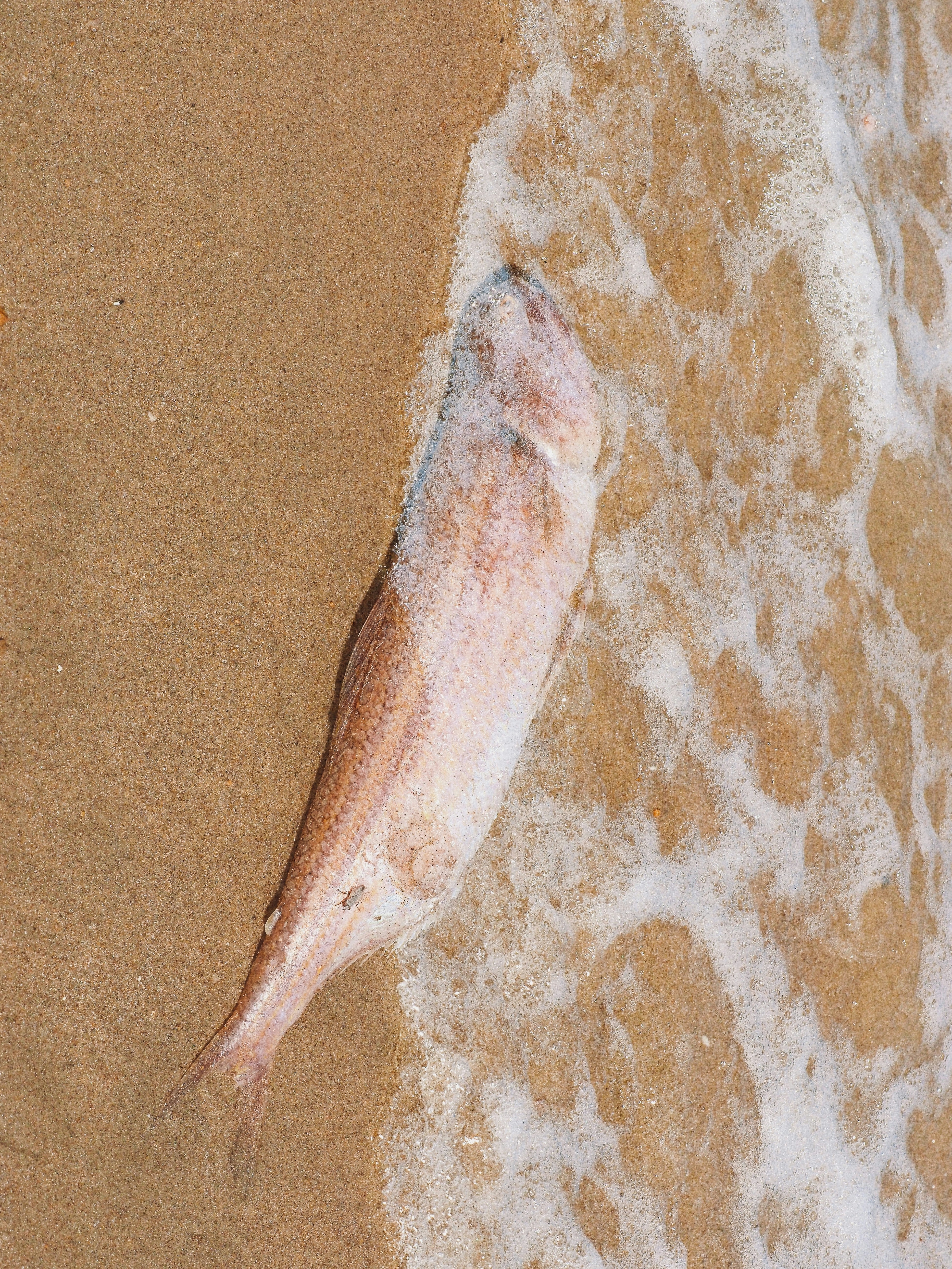 A dead fish washed up on wet sand beside white sea foam