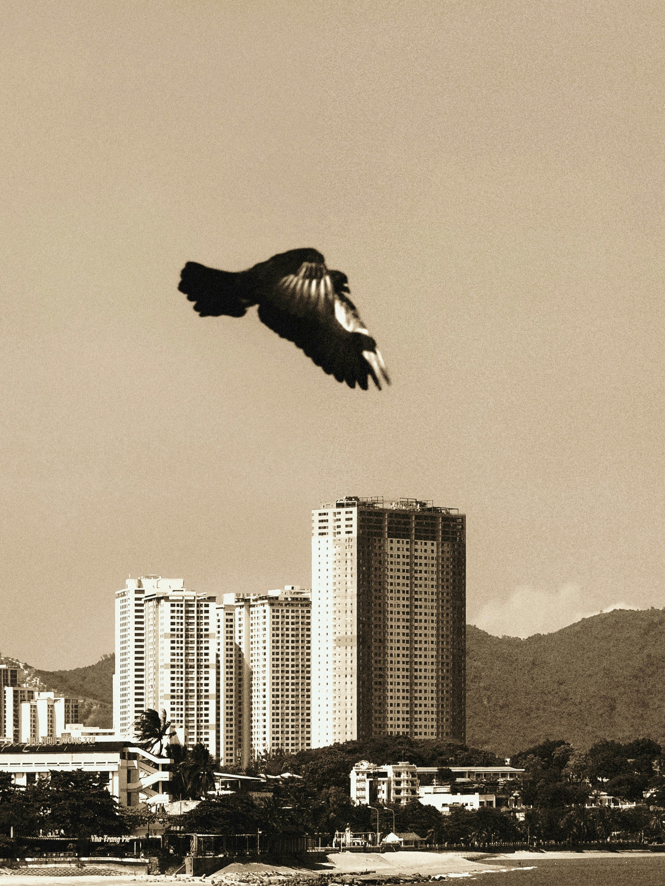 A bird in flight above tall apartment buildings and a coastal mountain range