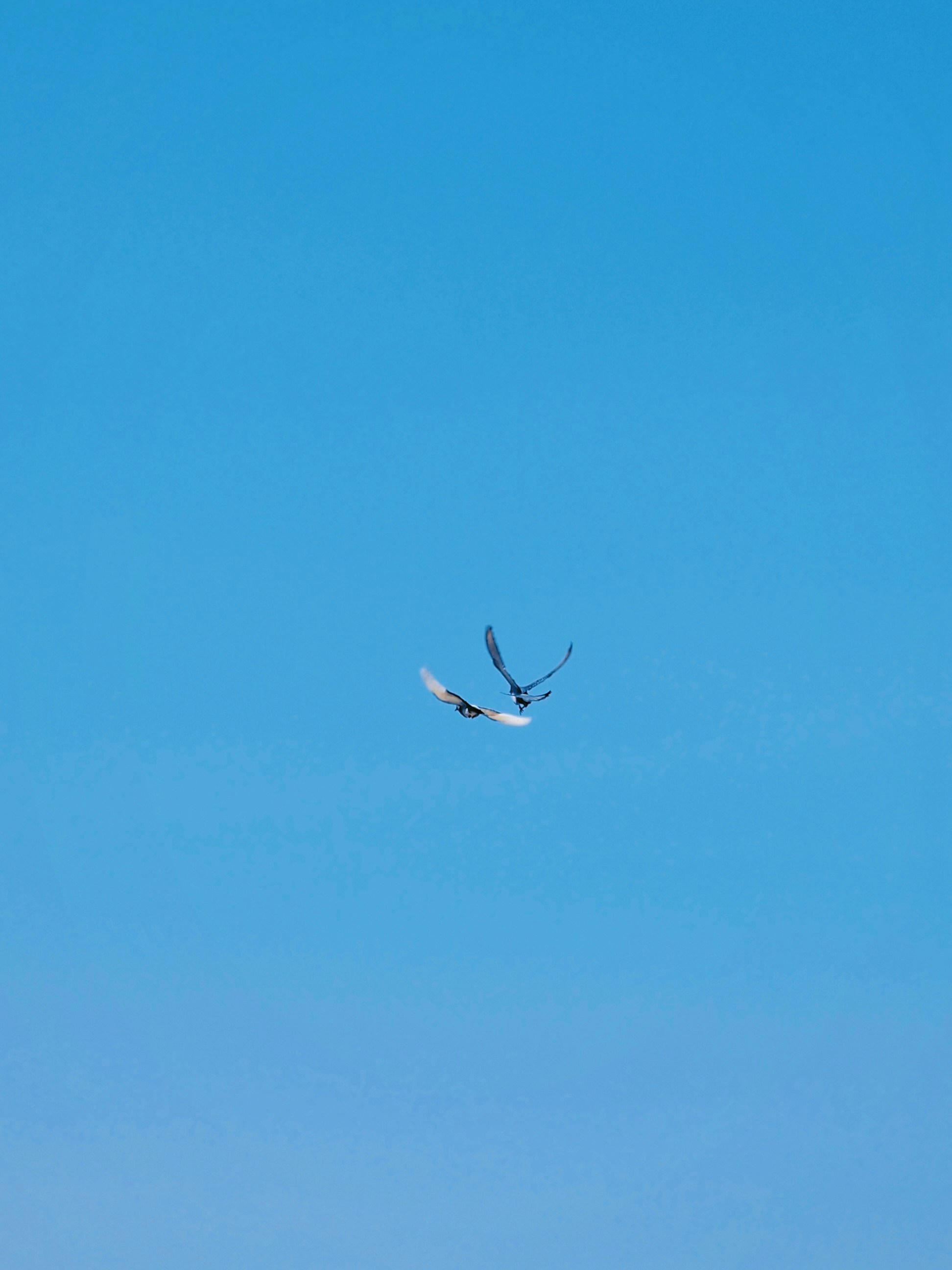 Two birds flying against a clear blue sky