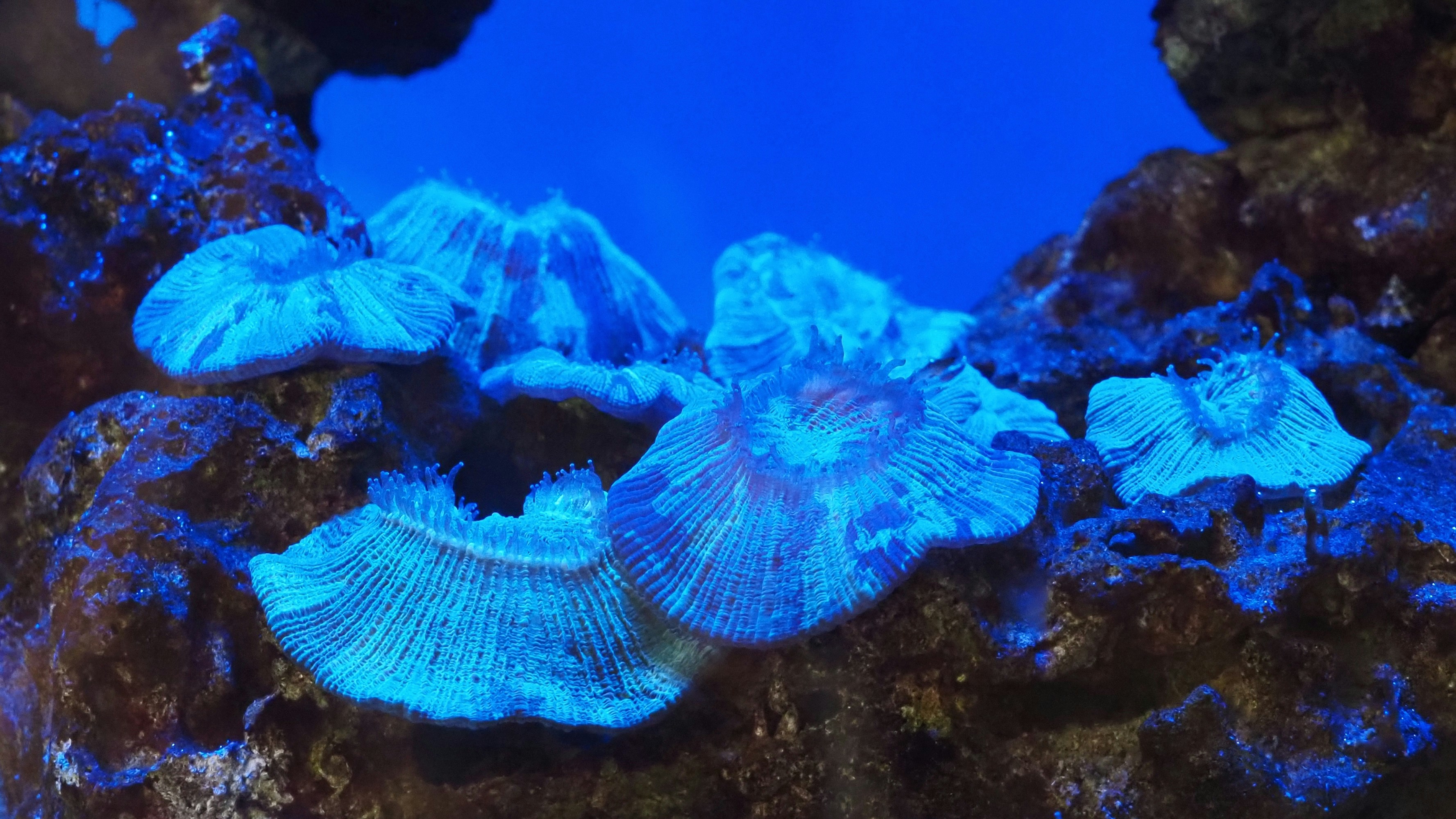 Bright blue mushroom corals attached to dark rock in an aquarium