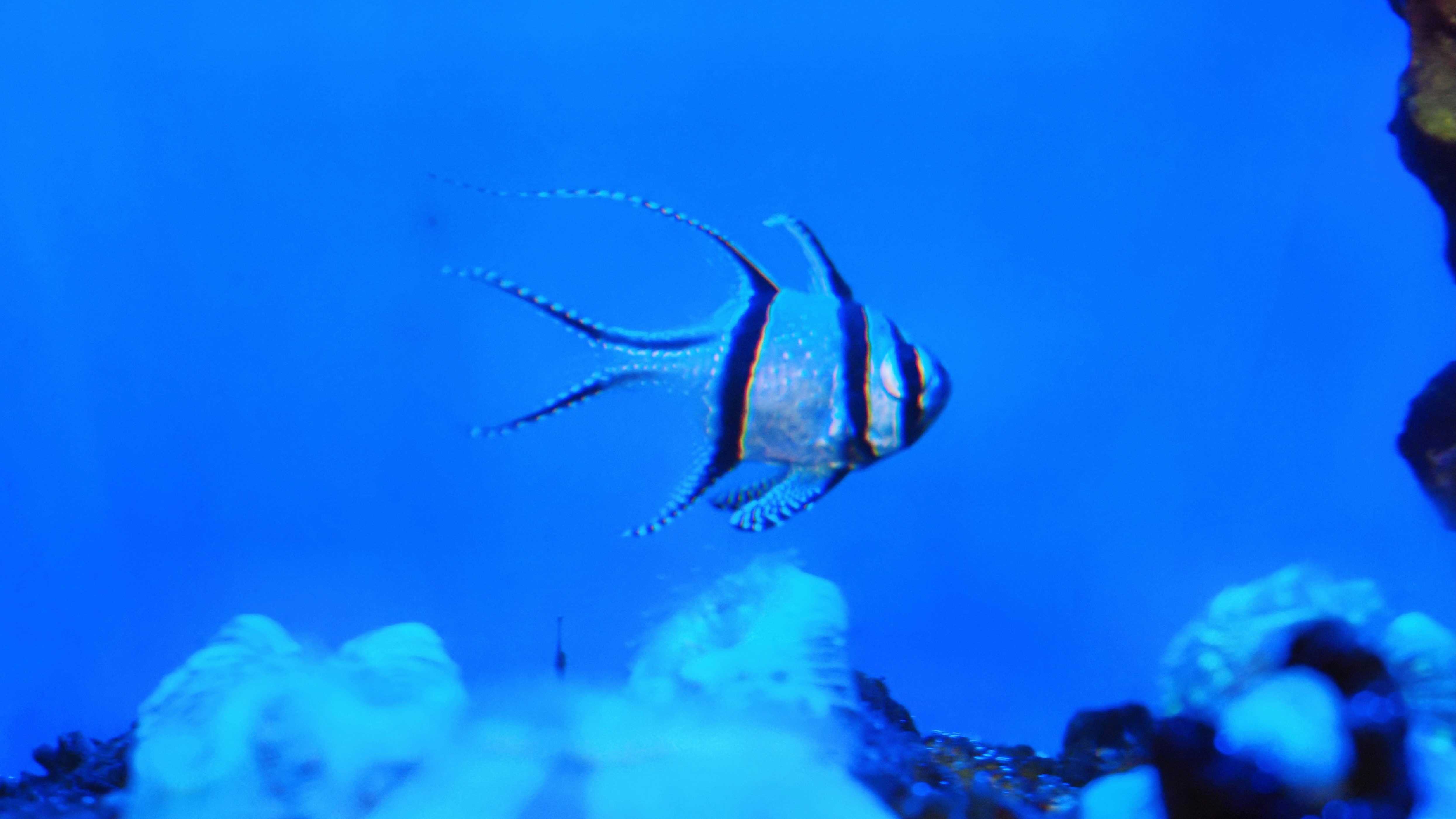 A Banggai cardinalfish swimming in blue water above a coral reef