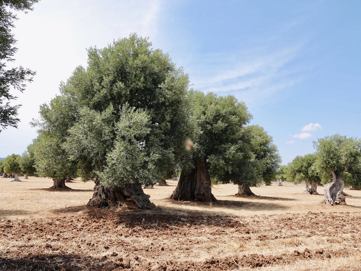 Building Plot with Title Deeds, Protaras