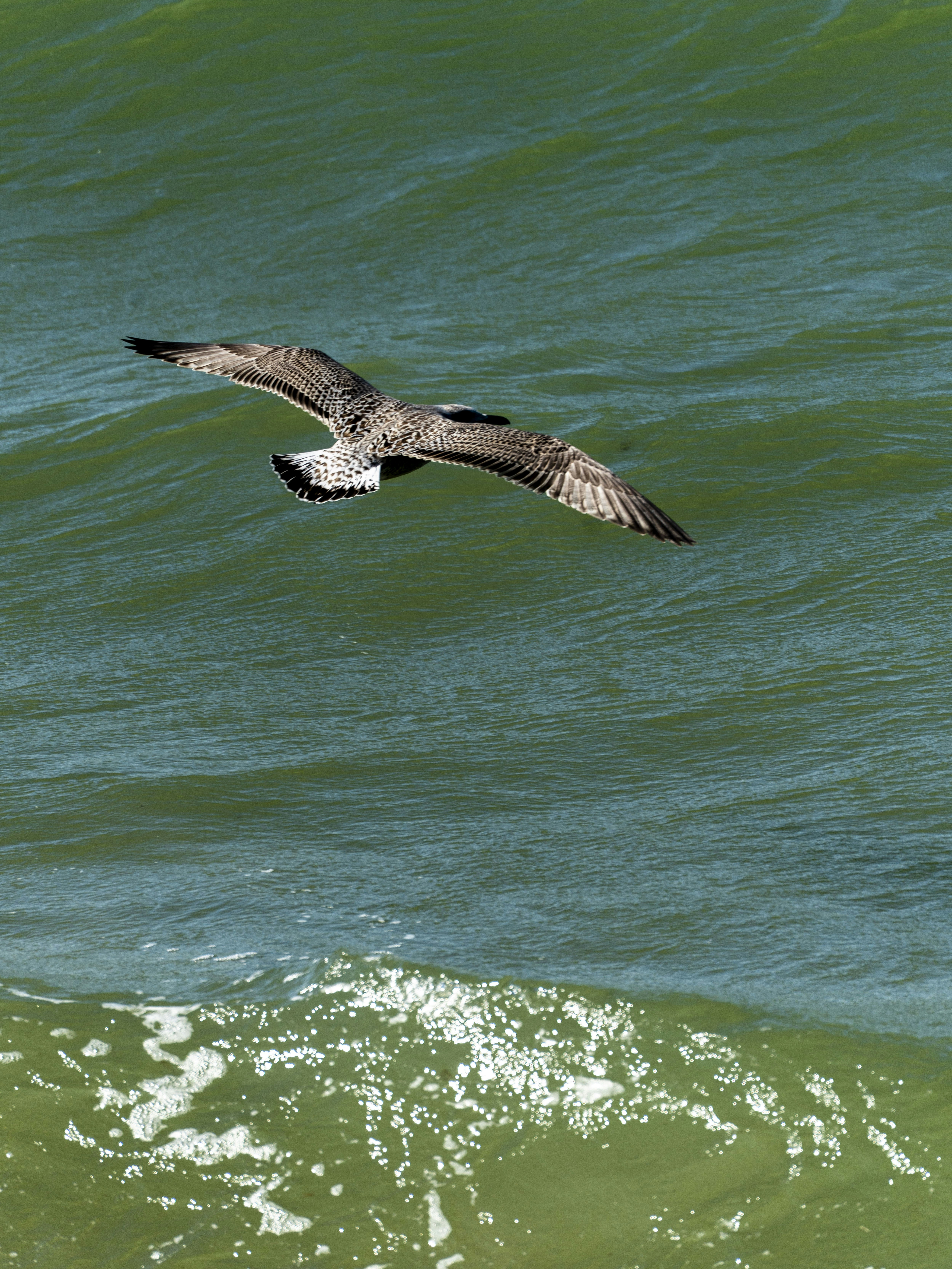 A mottled brown seagull flying low over green ocean waves with white foam