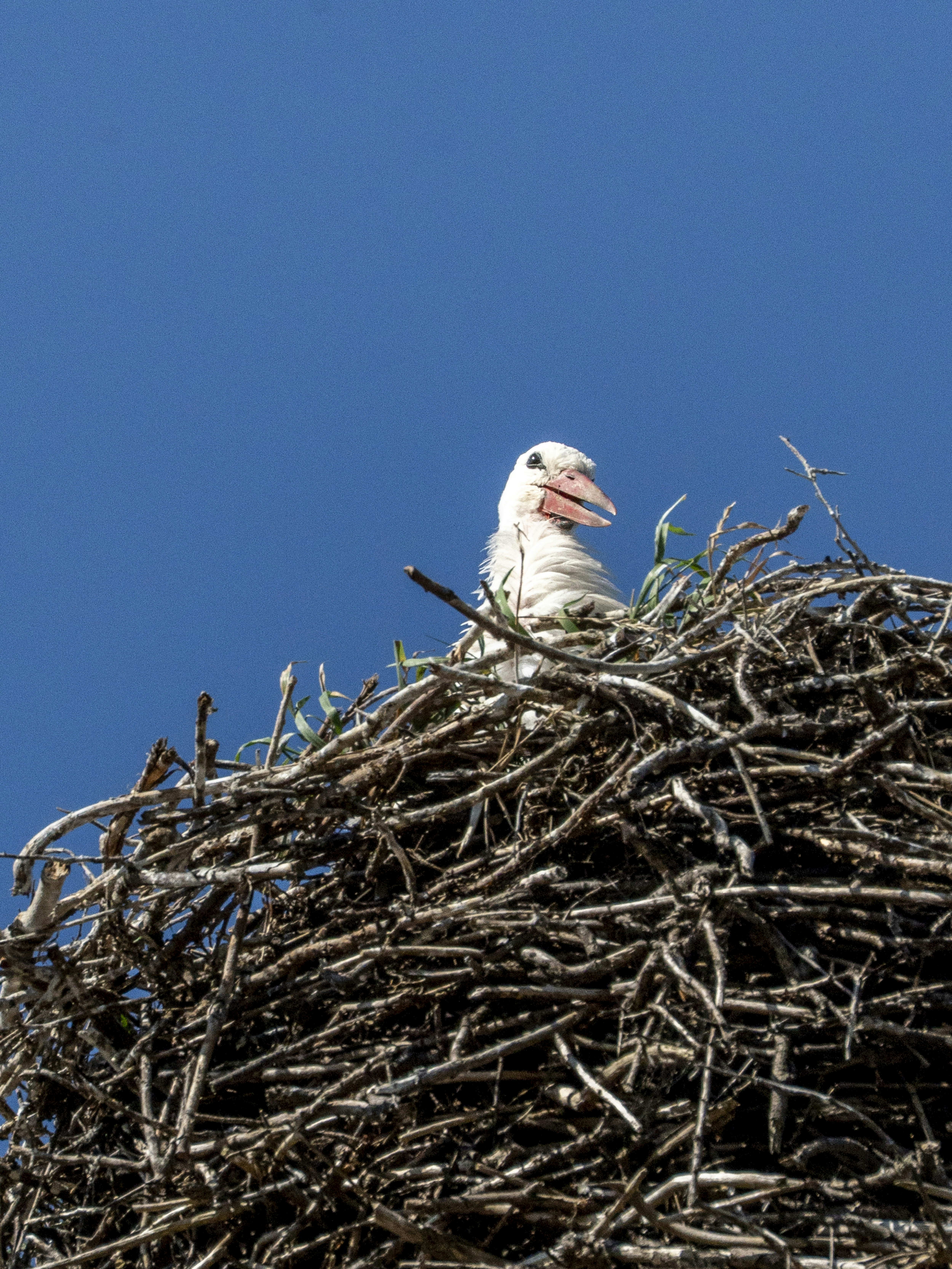 A white stork chick with an open beak in a large stick nest against a clear blue sky
