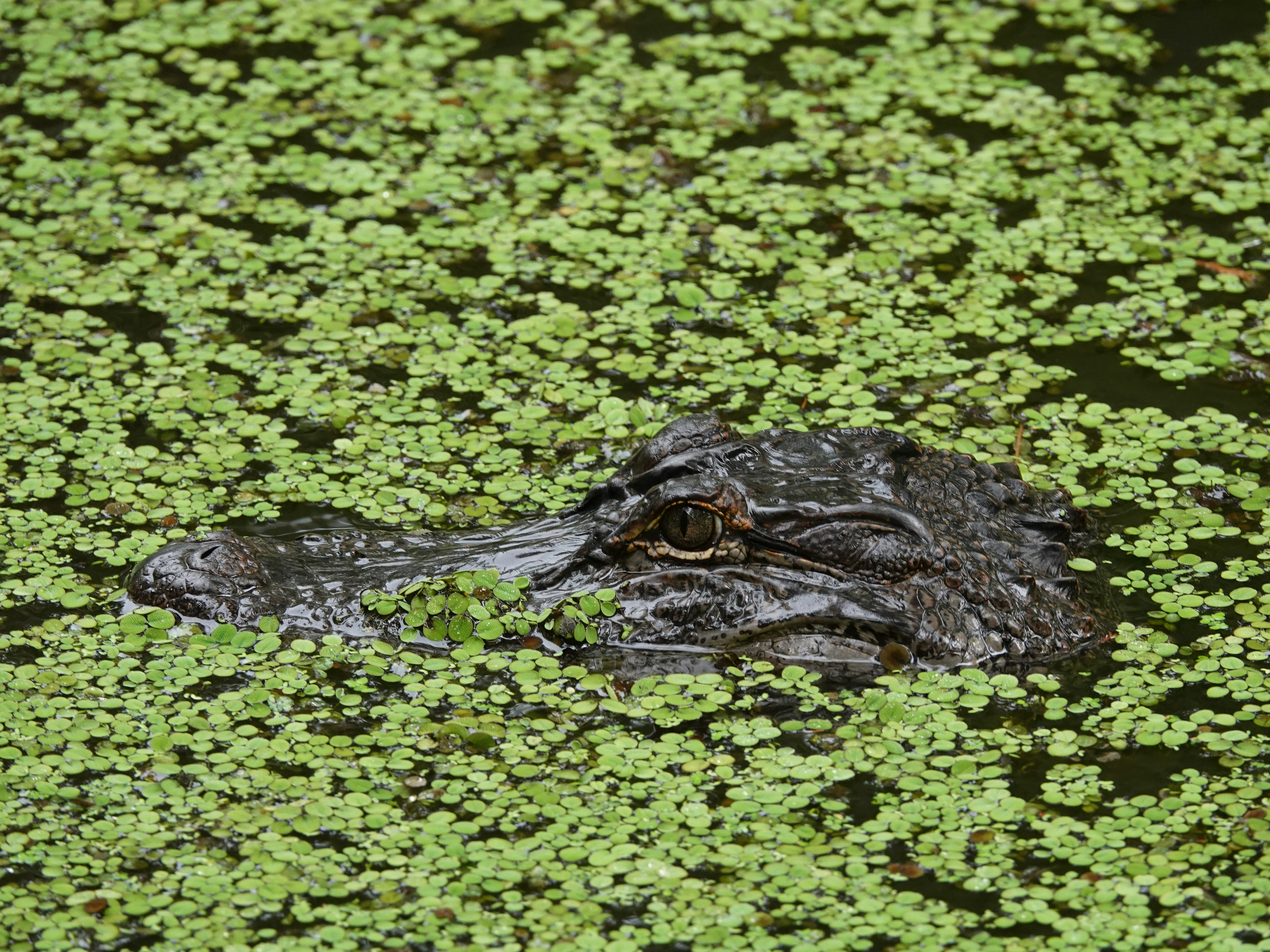Alligator head in duckweed covered water - Free Photo on Unsplash