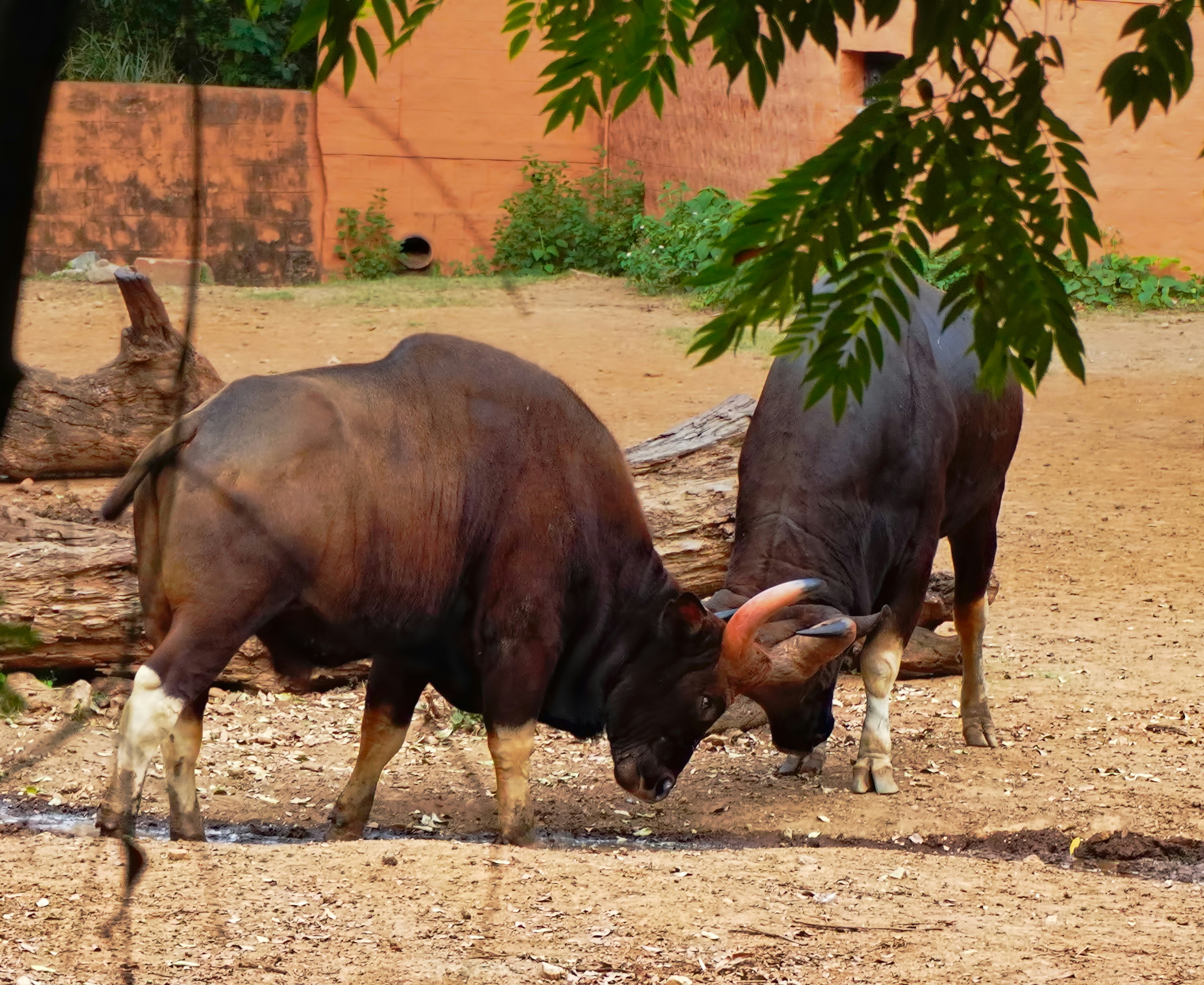Two gaur bulls locking horns in a dirt enclosure with logs and an orange wall