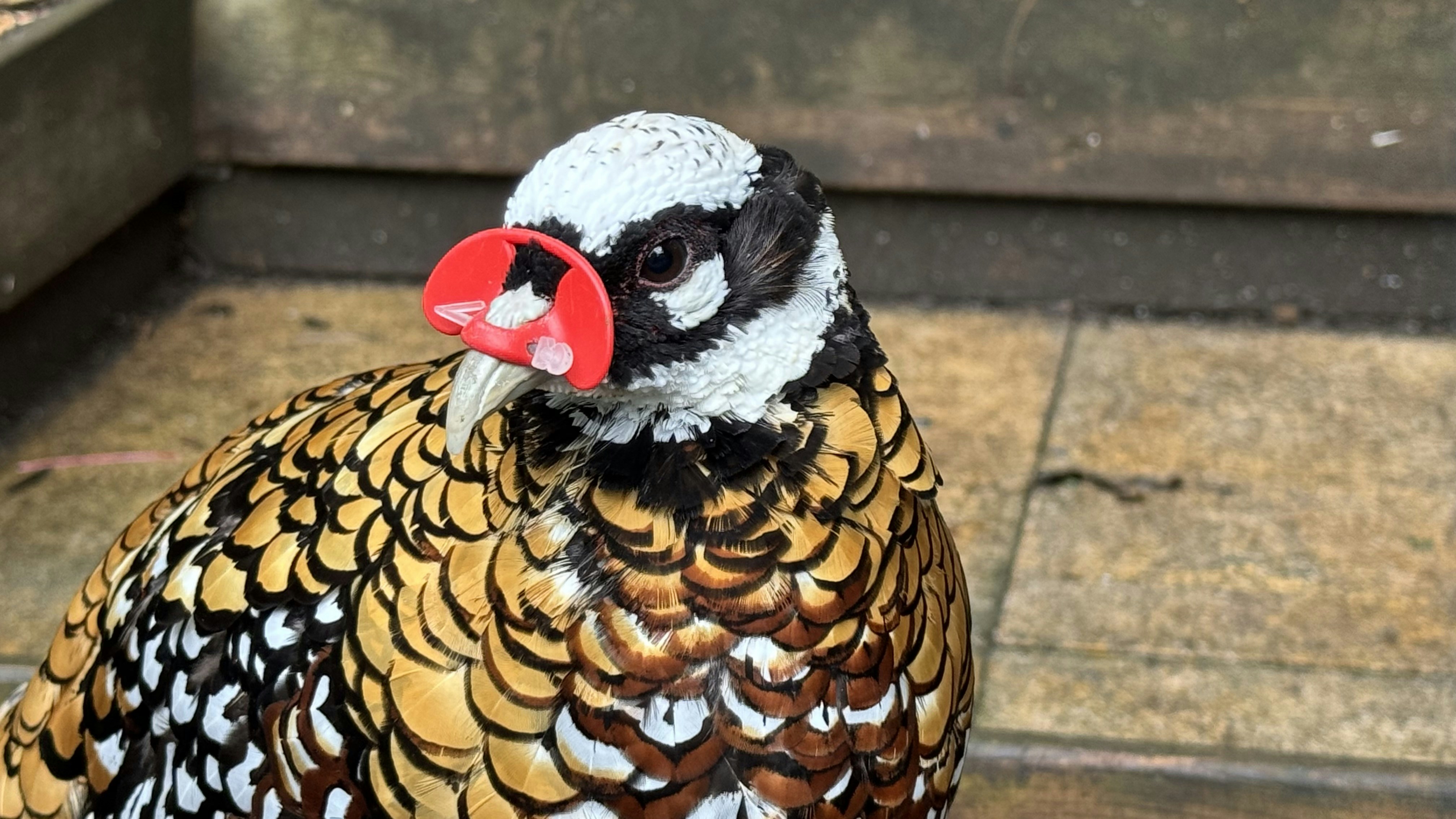 Fotomural A Reeves pheasant with a red plastic beak guard on a paved surface