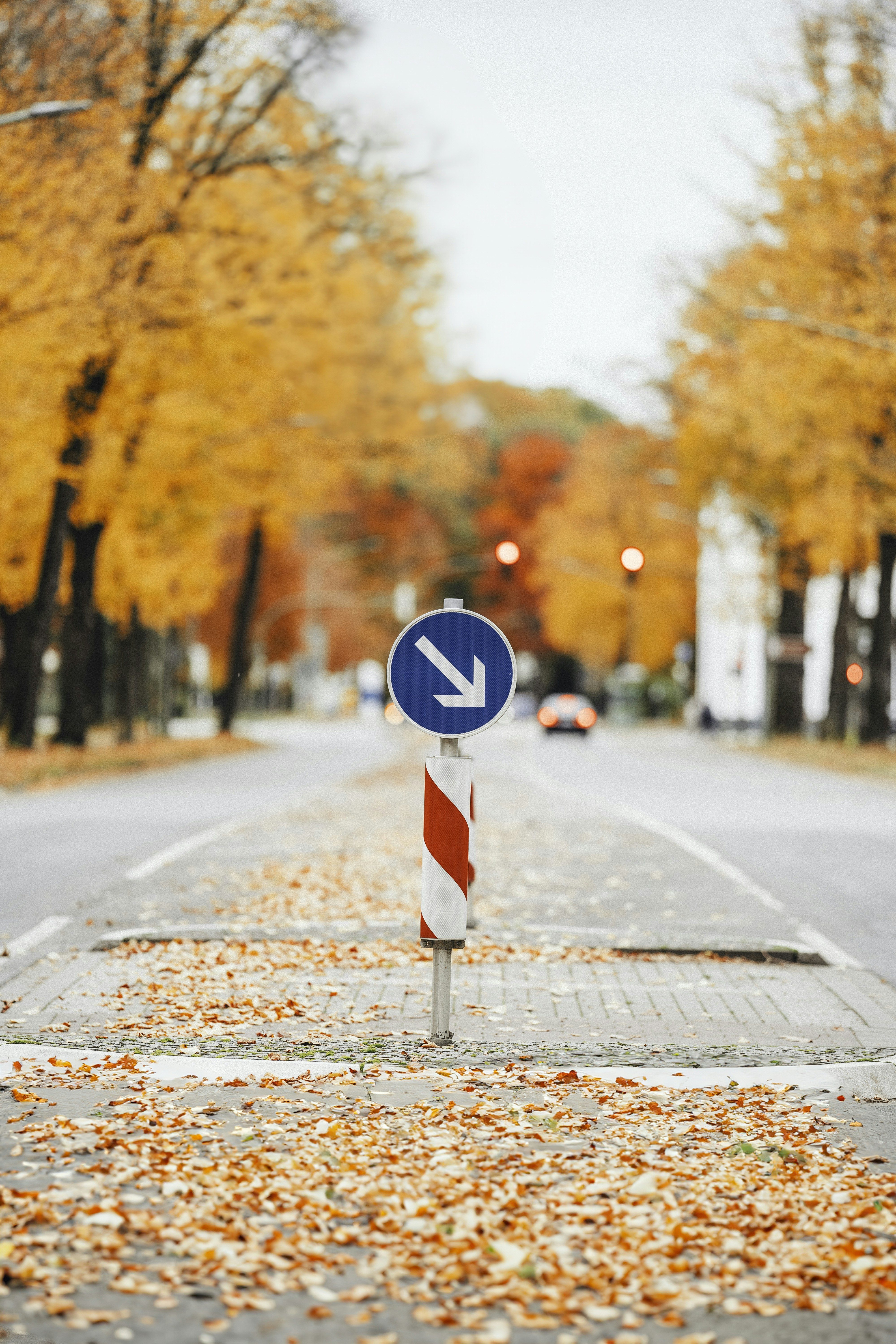 A blue keep right traffic sign on a road covered in fallen autumn leaves