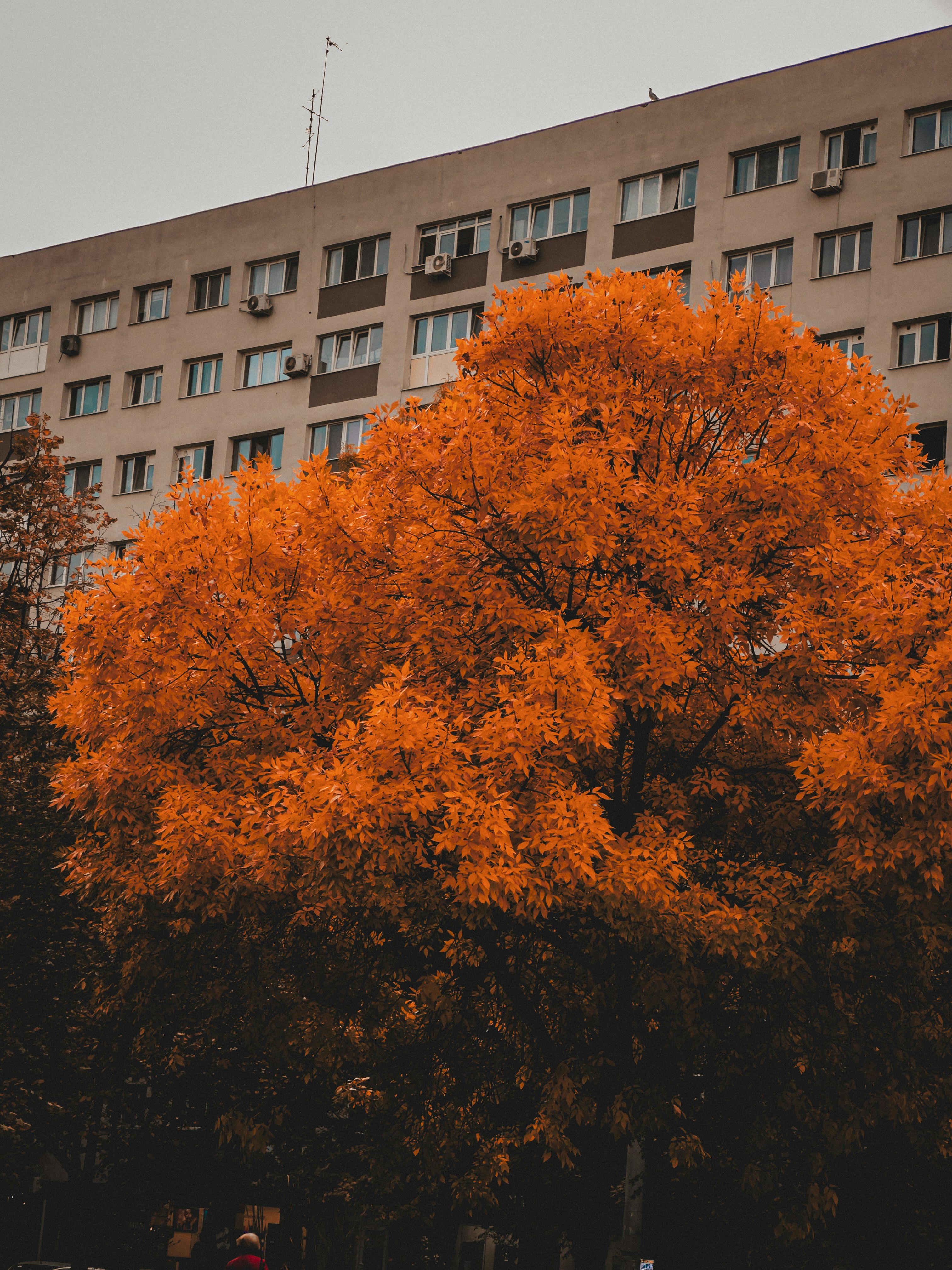 Orange autumn tree before apartment building - Free Photo on Unsplash