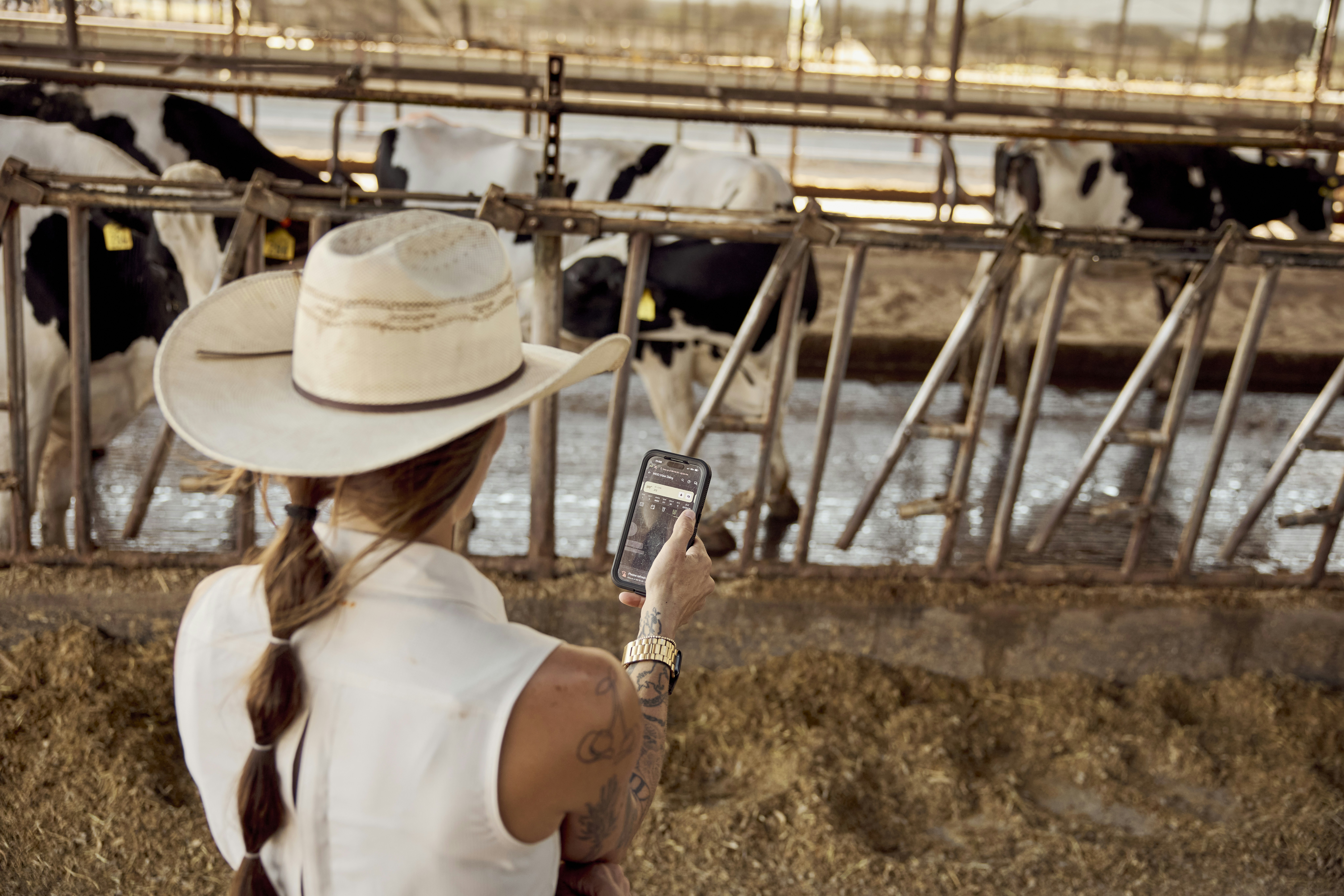 Female dairy farmer in a cowboy hat and with a phone overlooking dairy cows. Texas, USA.