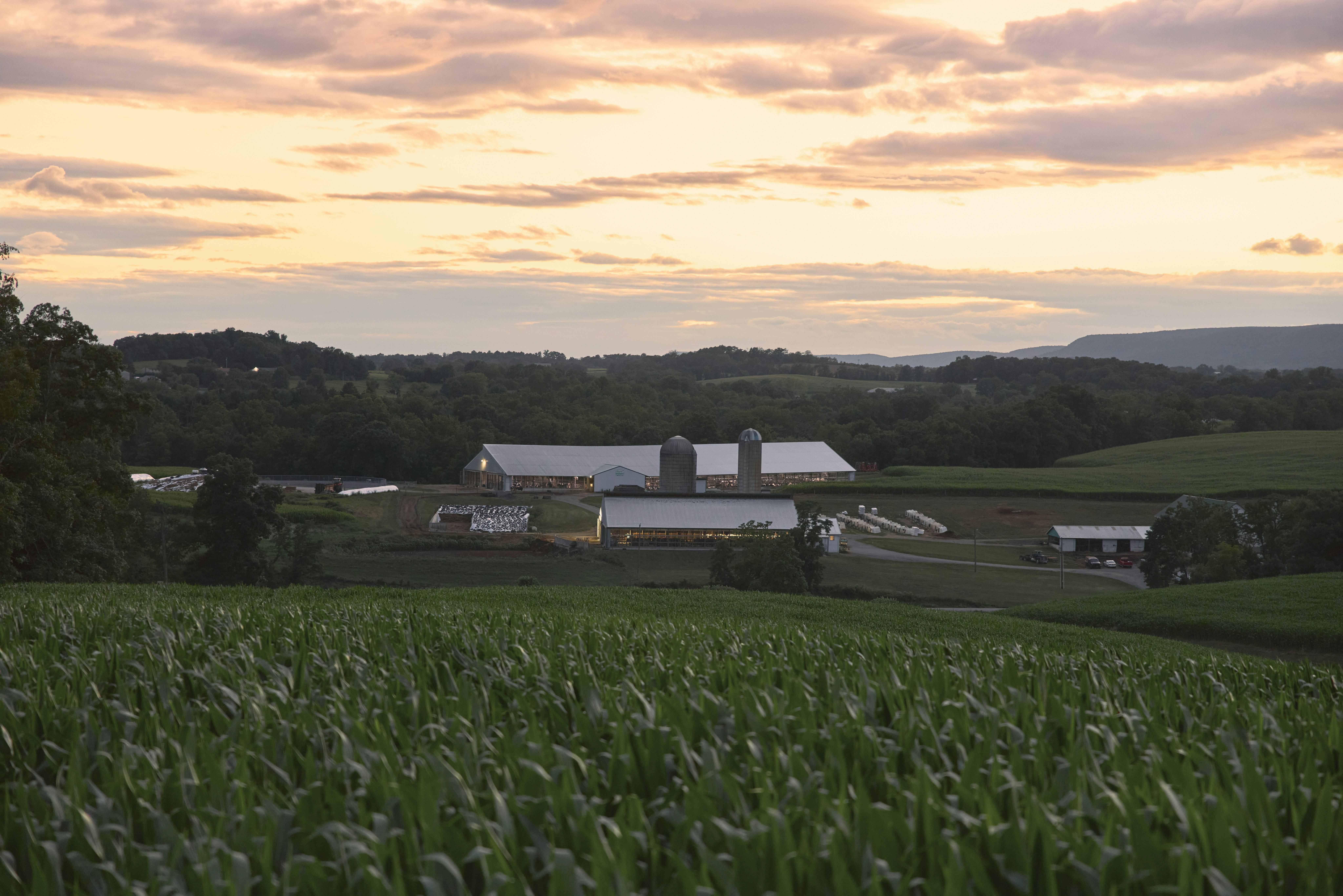 Dairy farm and fields at sunset