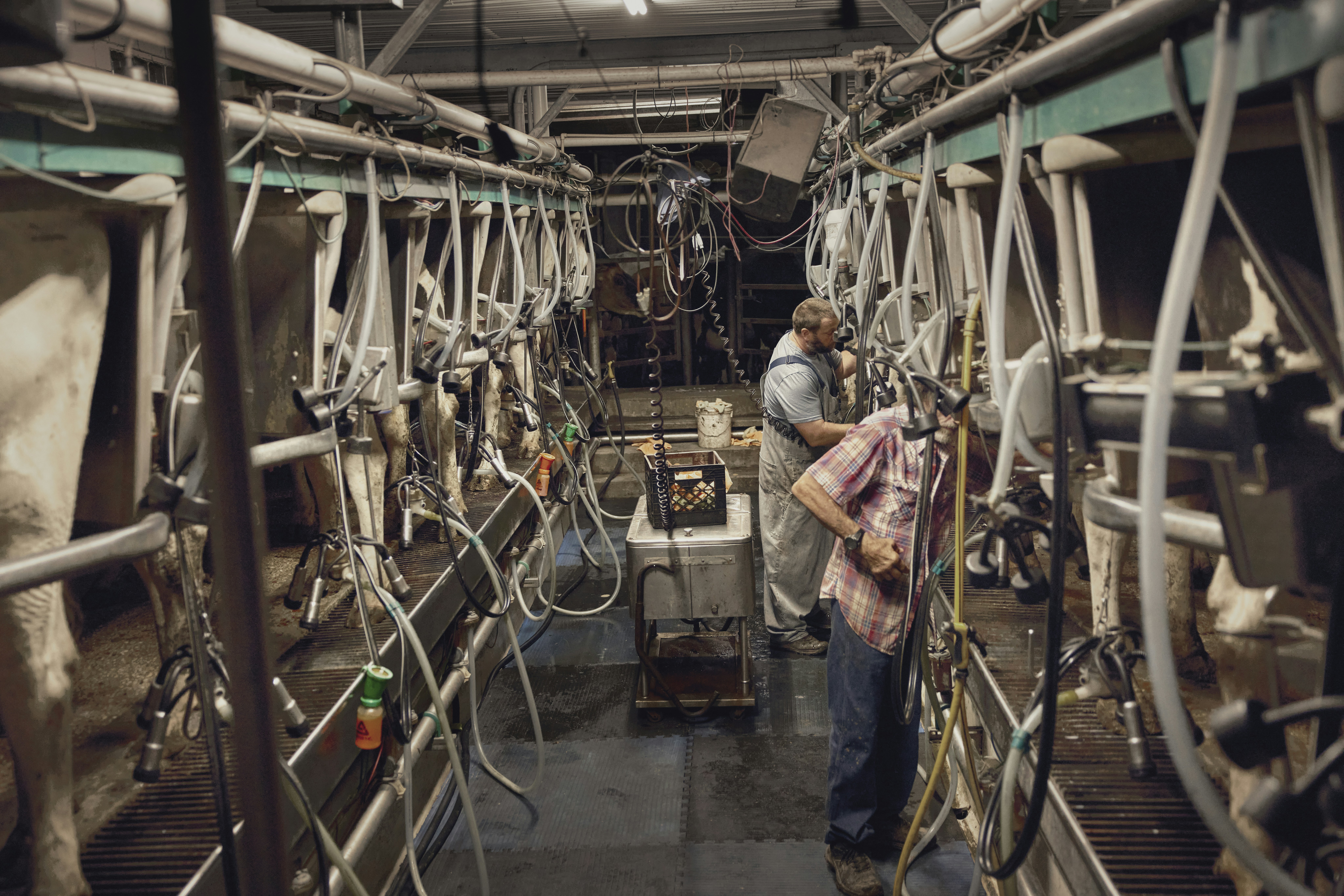 Portraits of Modern Dairy