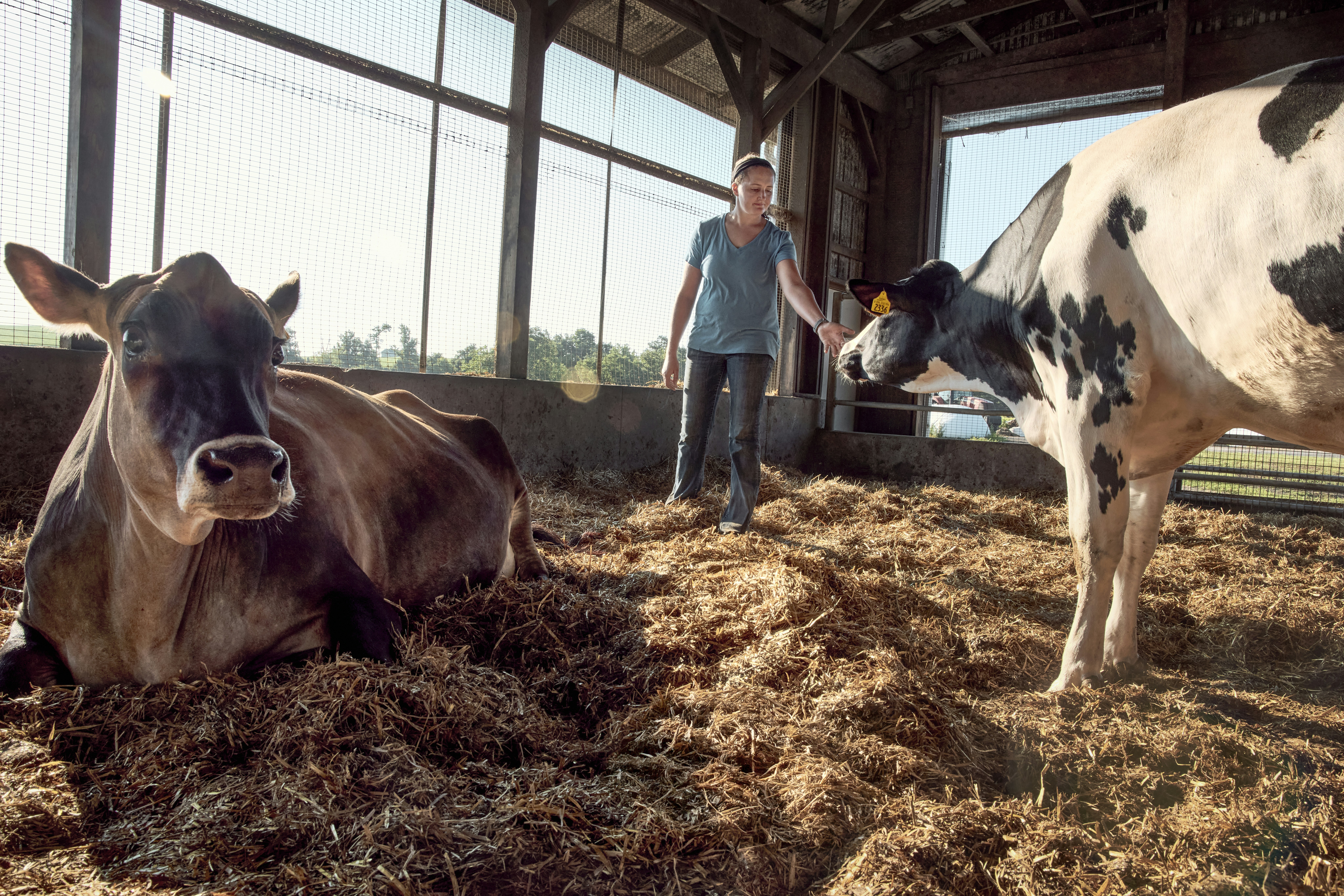 Woman dairy farmer standing among cows in barn. Pennsylvania, USA.