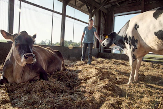 Woman dairy farmer standing among cows in barn