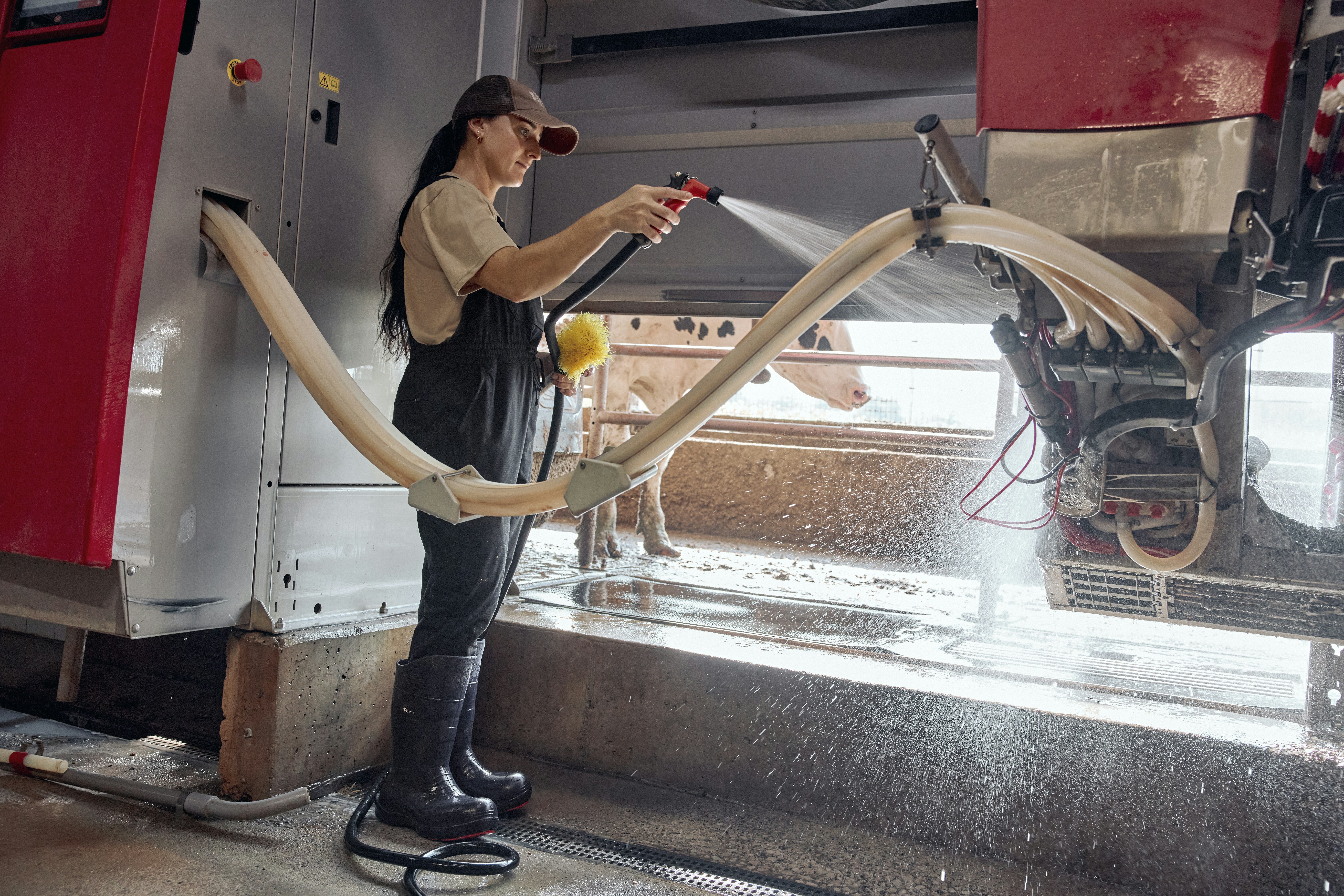 Woman cleaning a robotic milking stall. Ohio, USA.