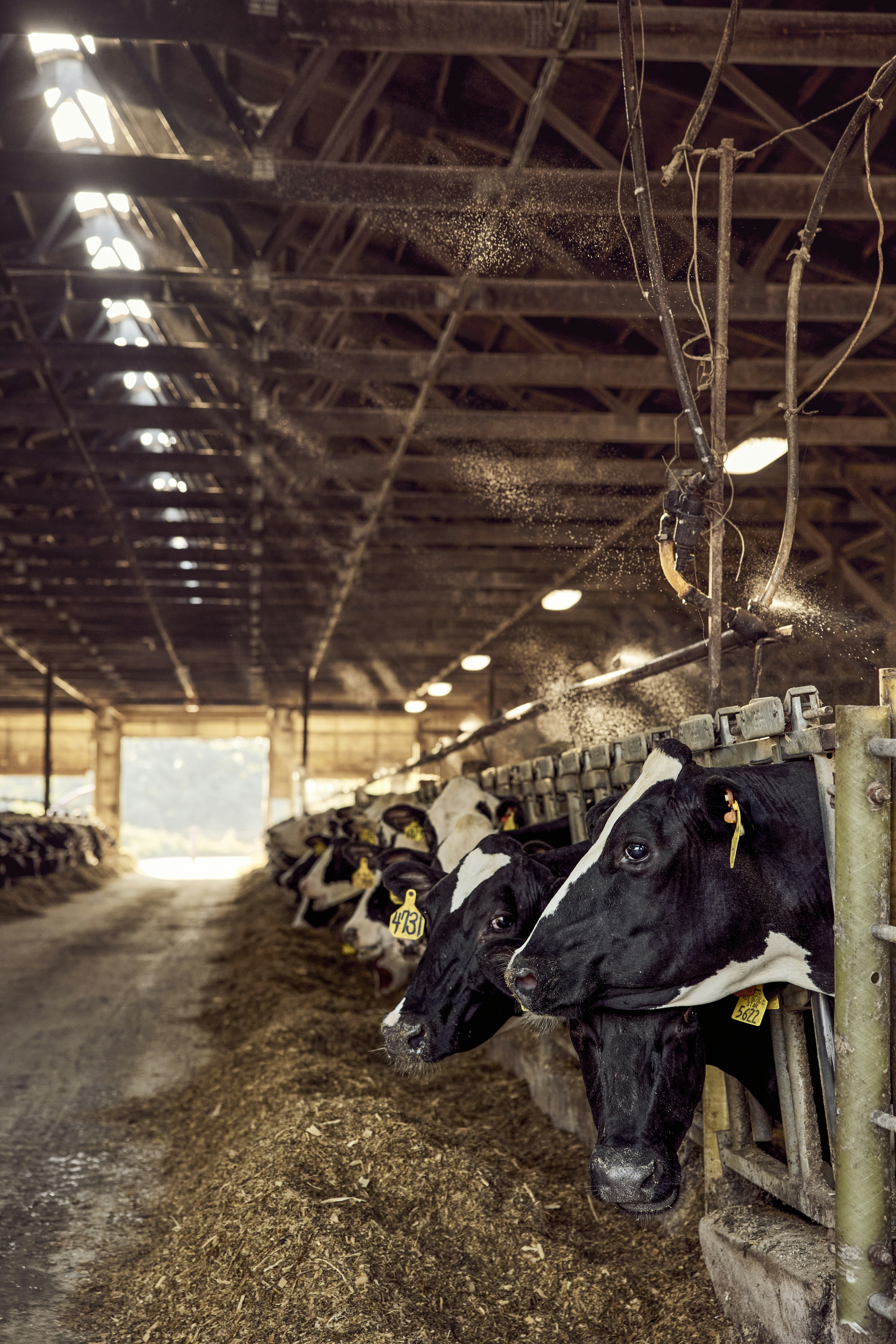 Dairy cows feeding in a sunlit barn