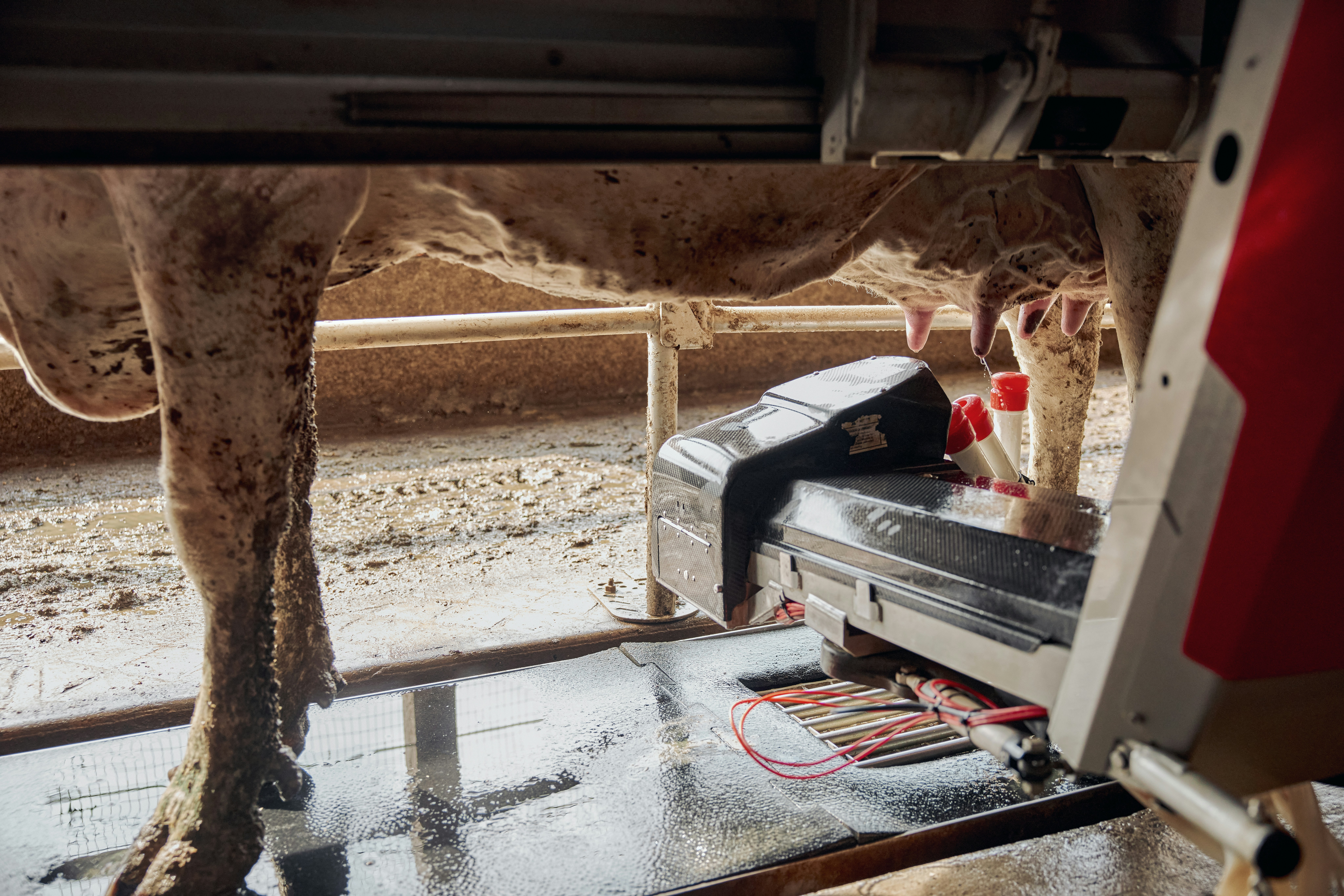 Close-up of robotic milking equipment. Ohio, USA.