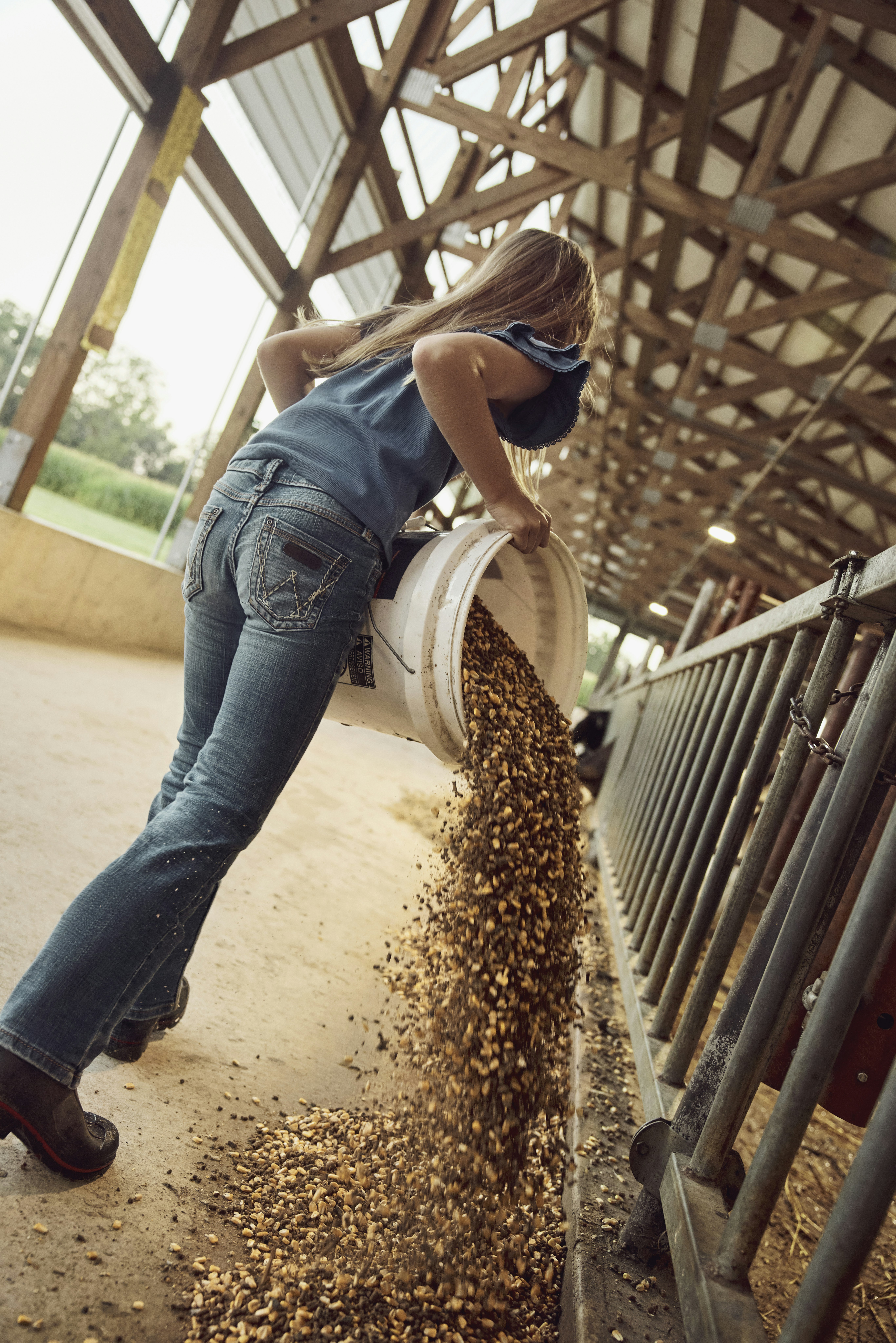 Pouring feed in a dairy barn