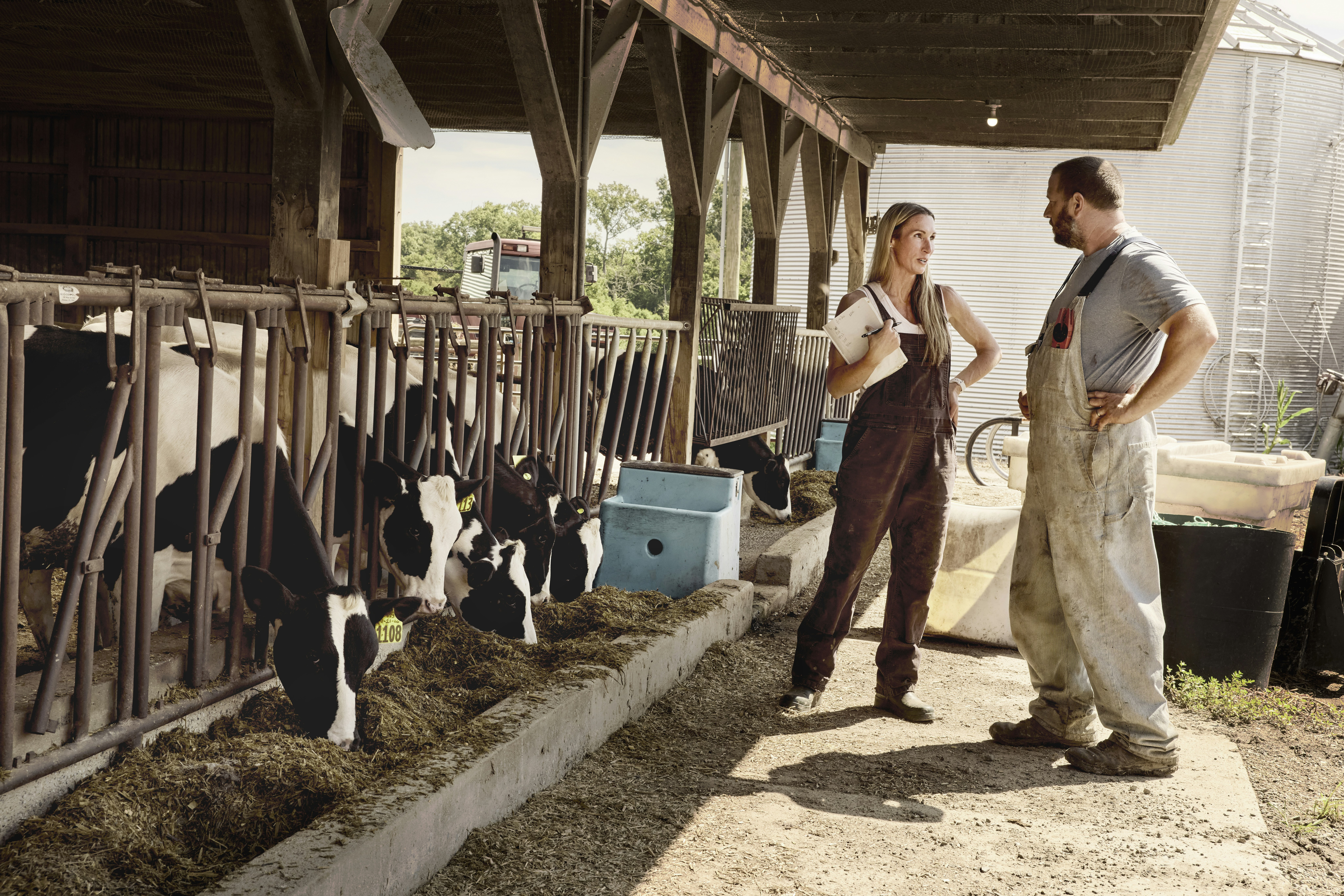 Two farmers talking beside dairy cows. Maryland, USA.