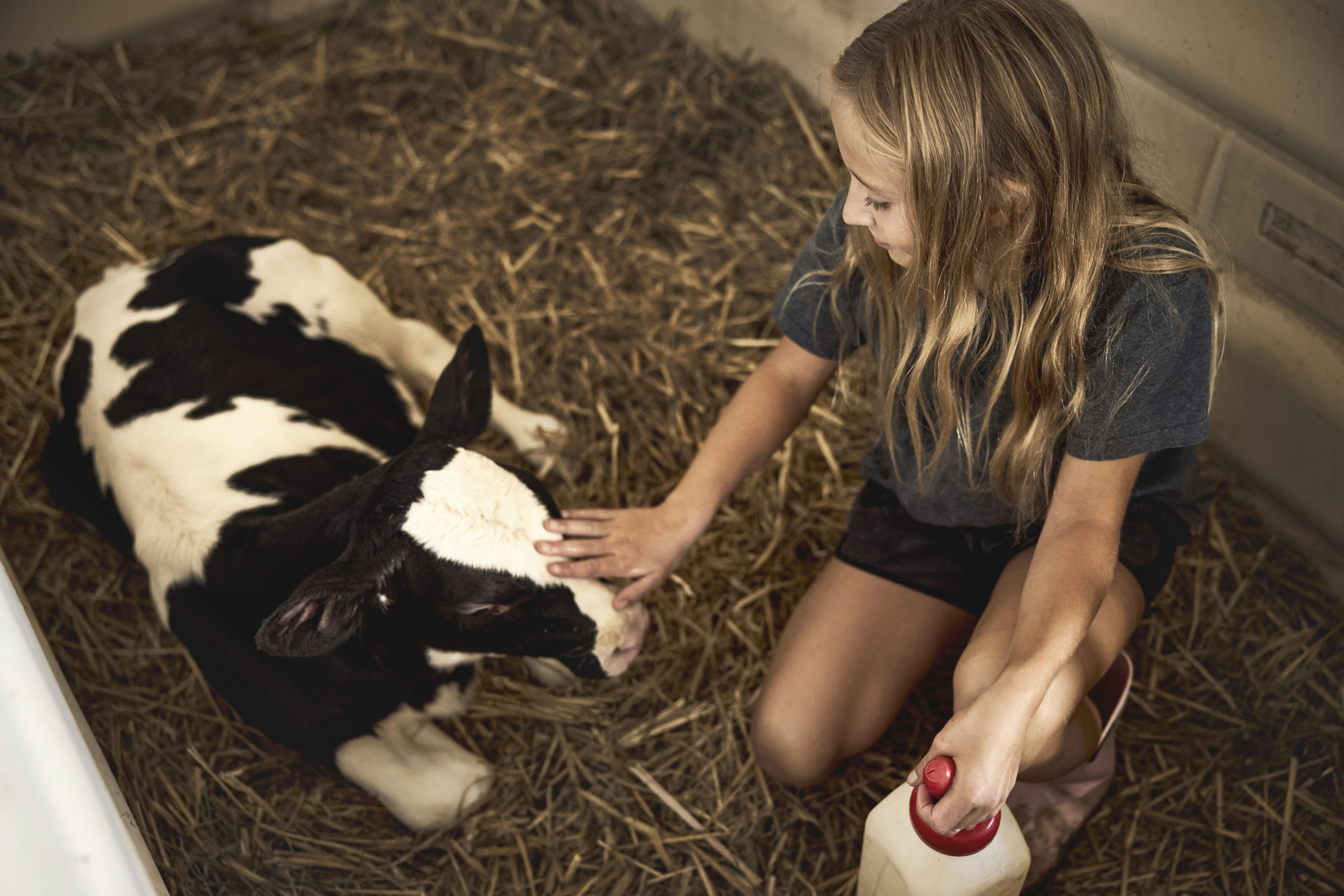 Feeding a calf