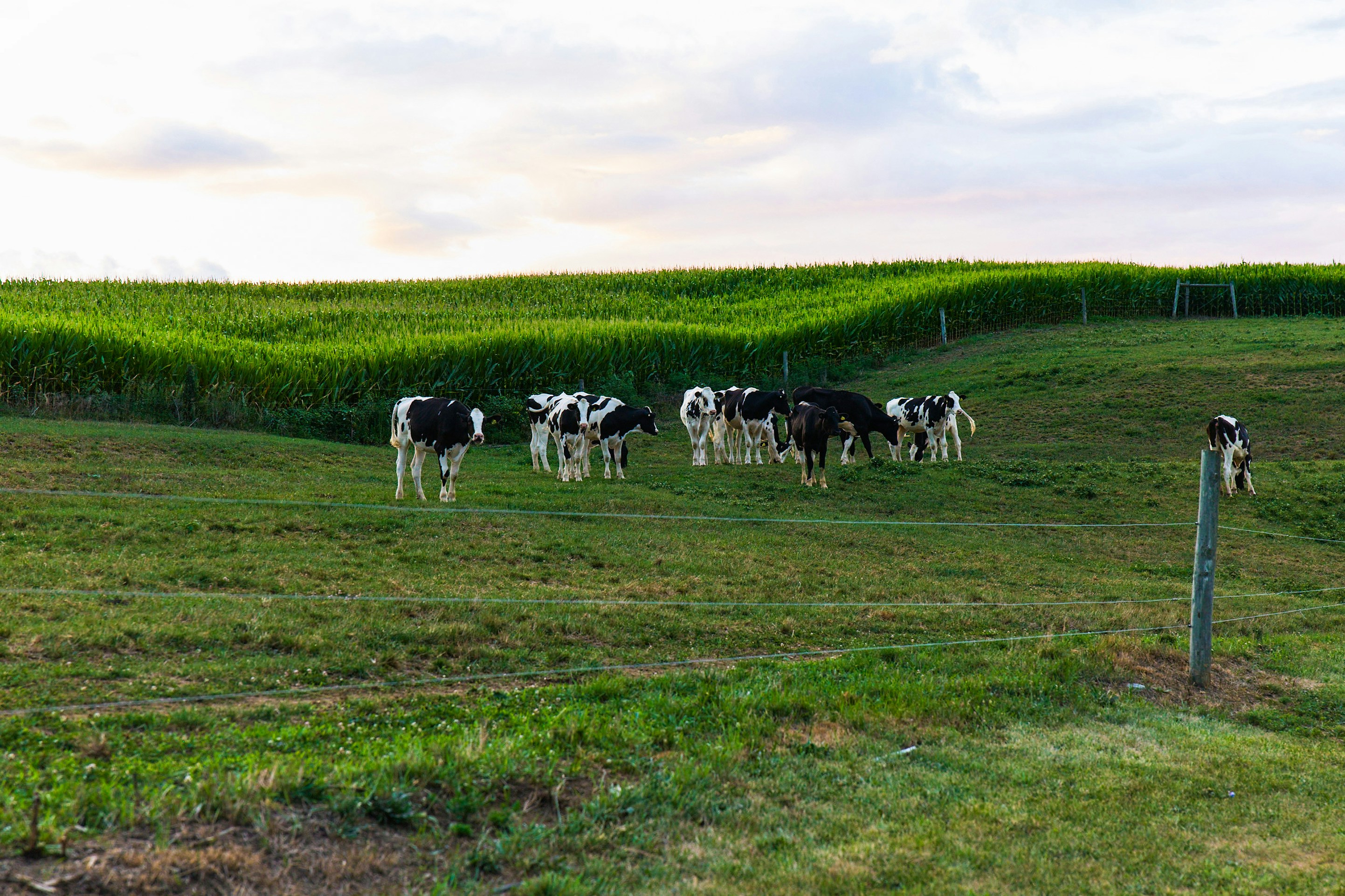 Dairy cows grazing in a green pasture