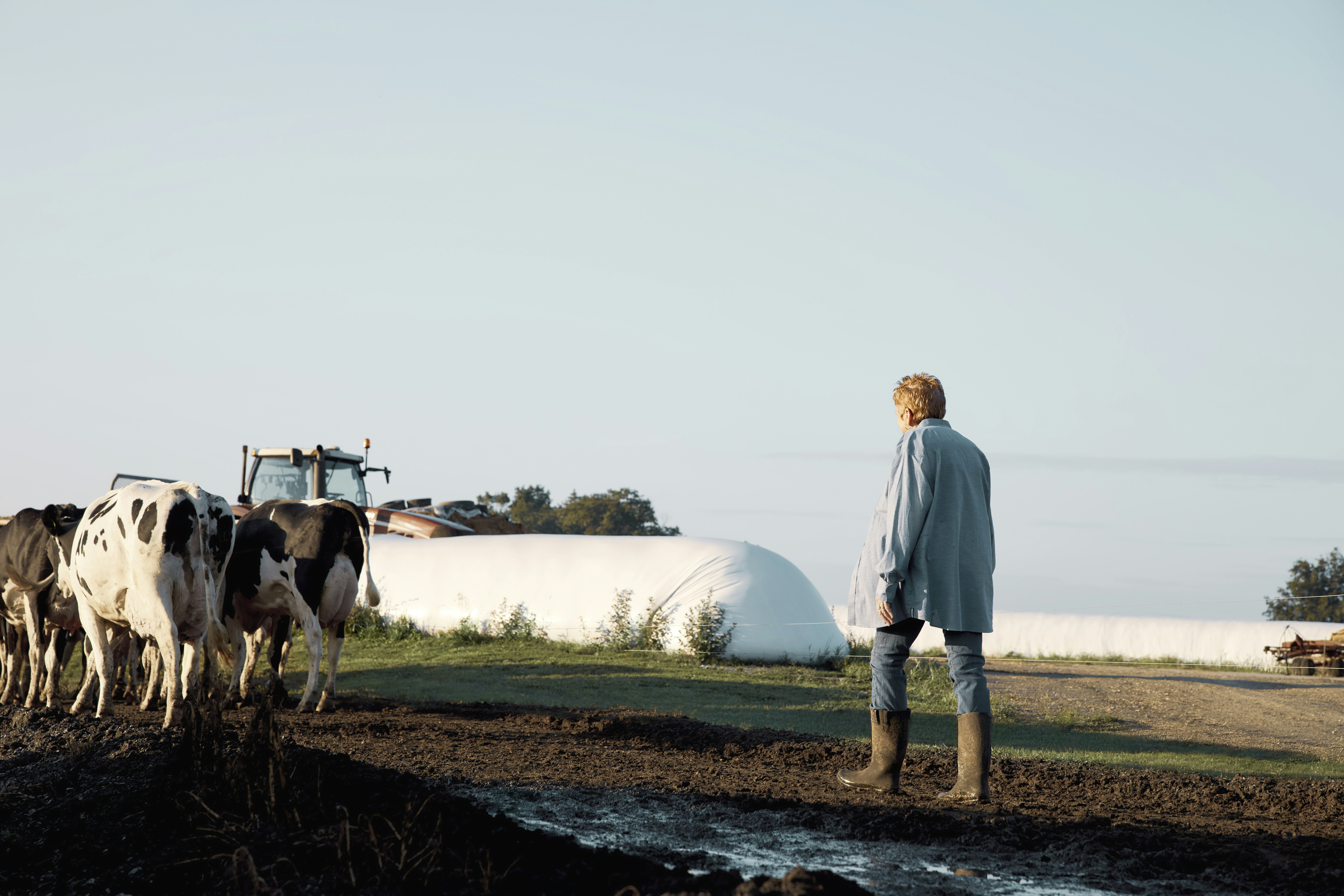 Woman walking beside cows outdoors. Pennsylvania, USA.
